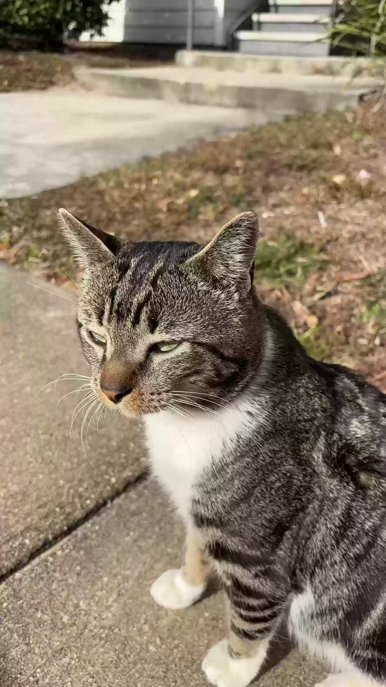 Lost cat in Tarpon Springs, FL, 34689