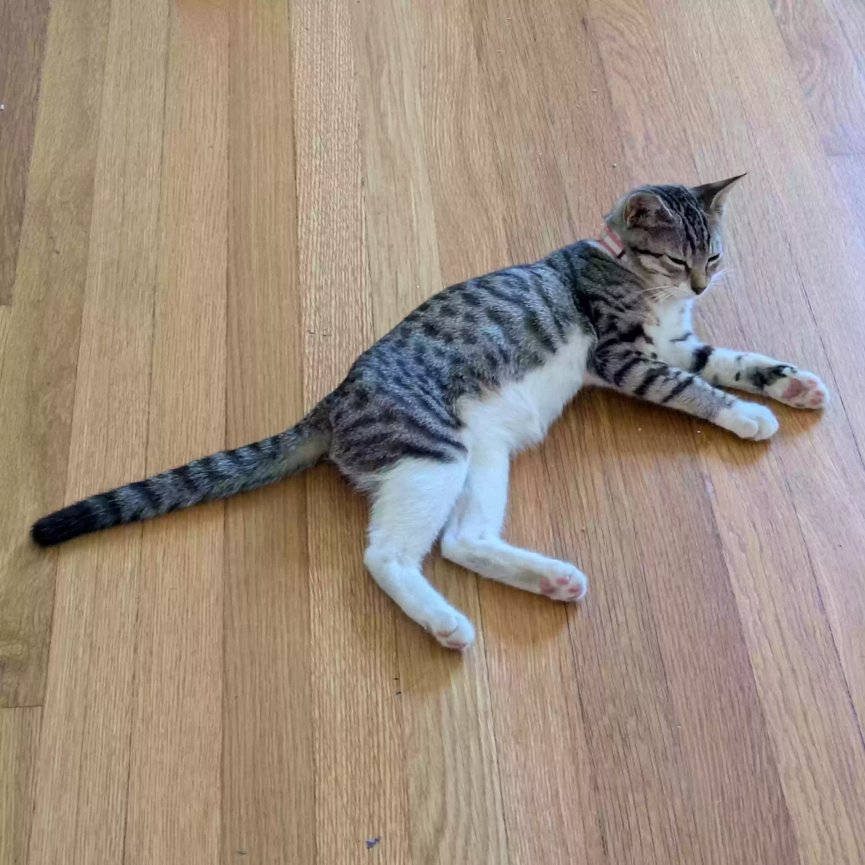 Found cat in Mountain View, CA, 94041