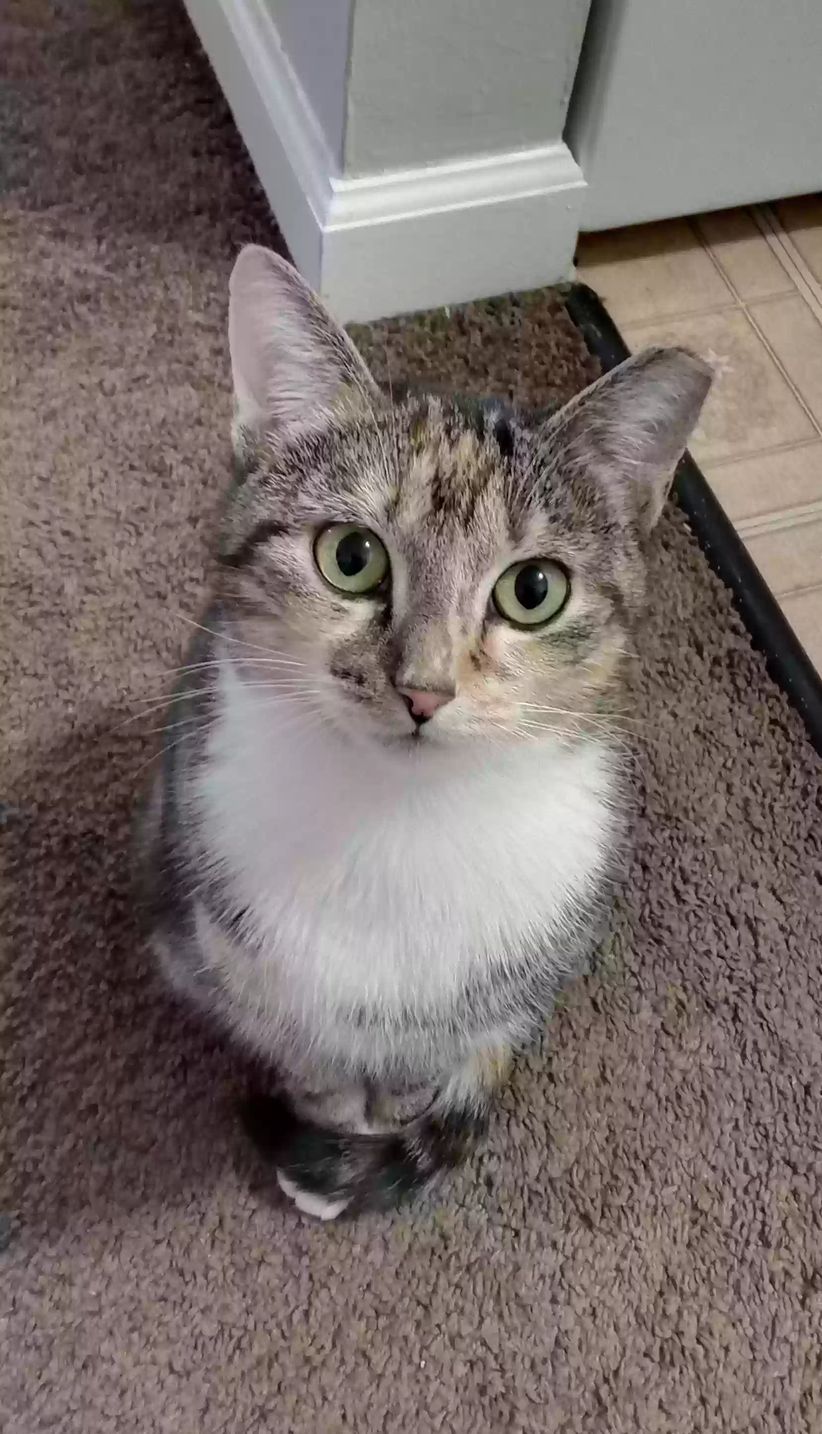 Lost cat in Pittsburgh, PA, 15221