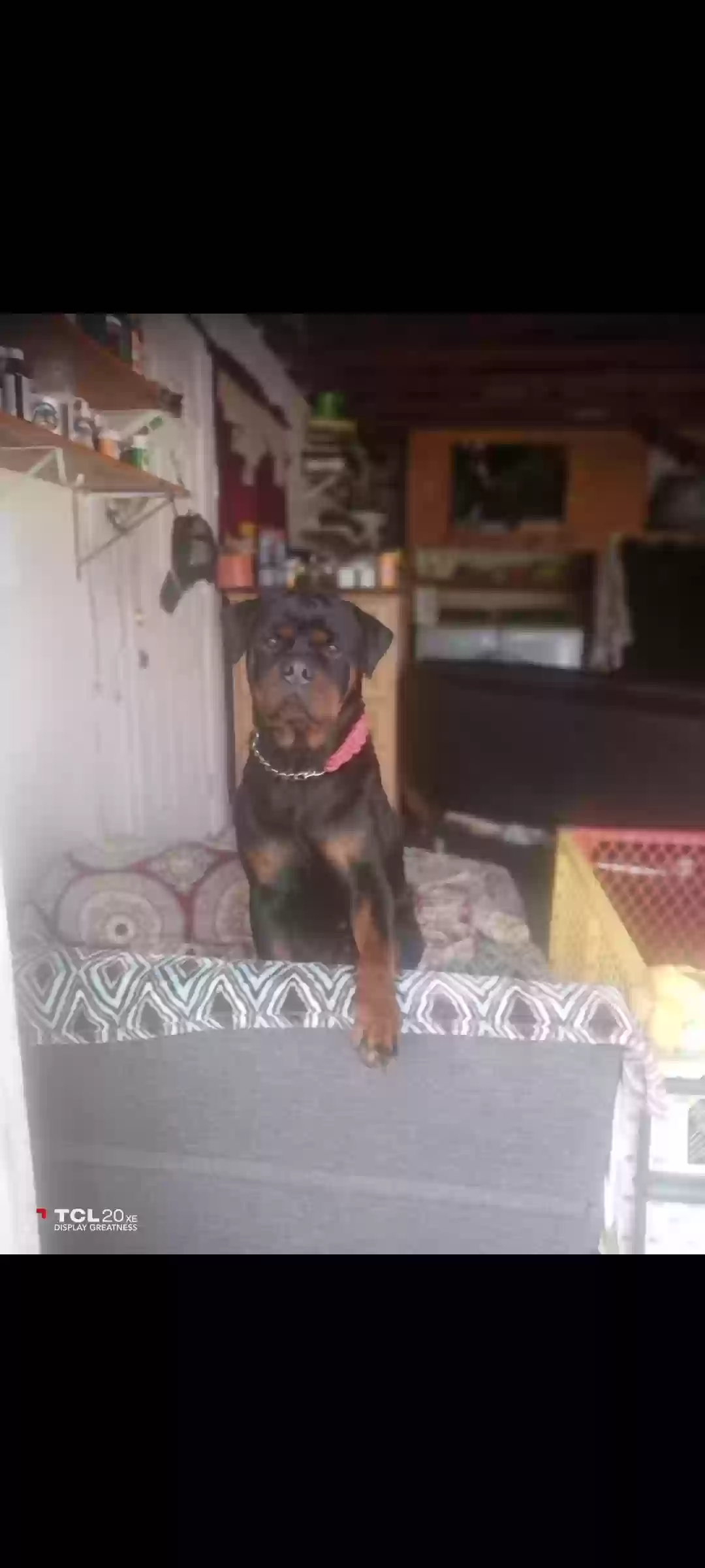 Lost dog in Ontario, CA, 91764