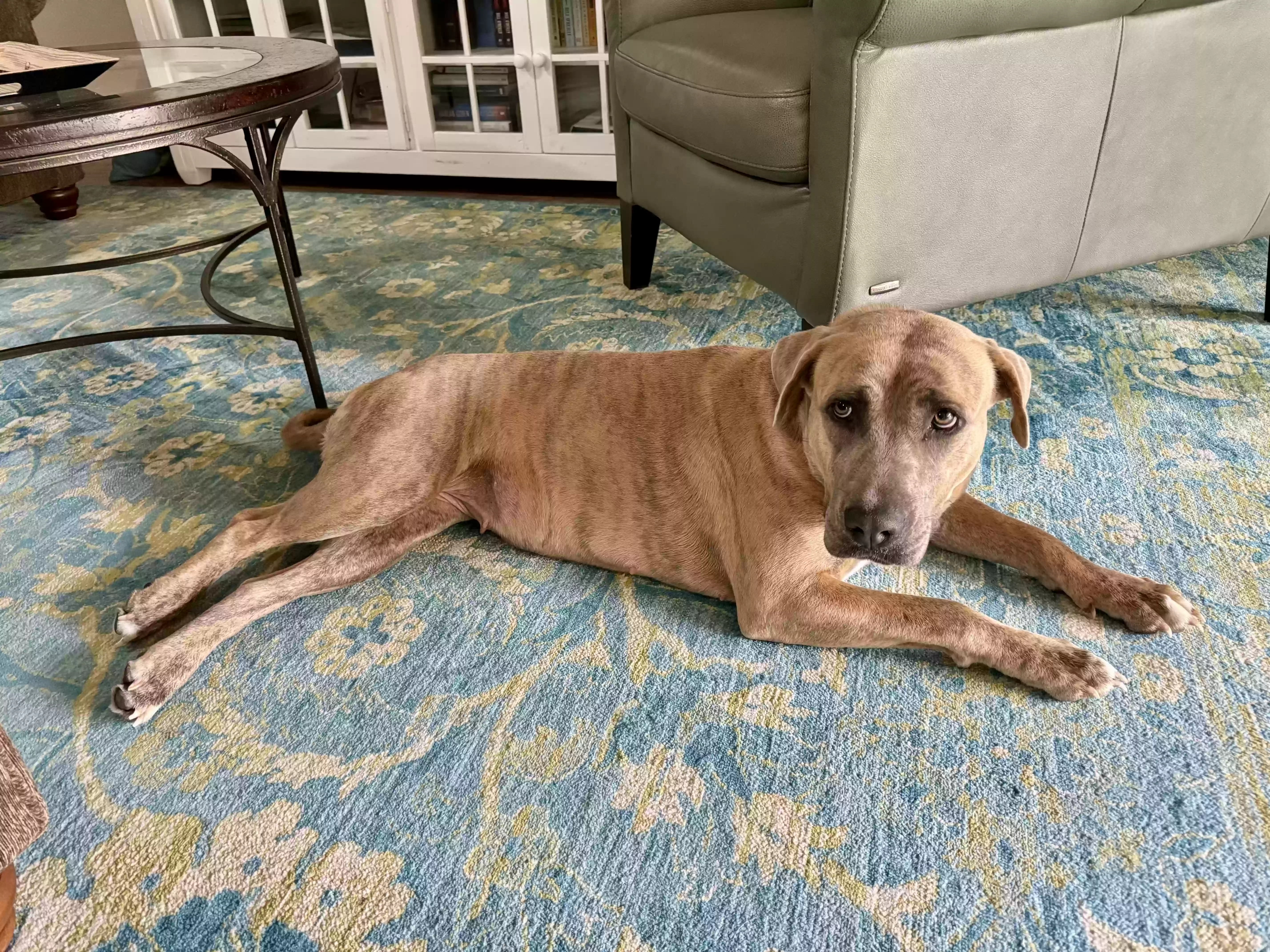 Lost dog in The Villages, FL, 32162