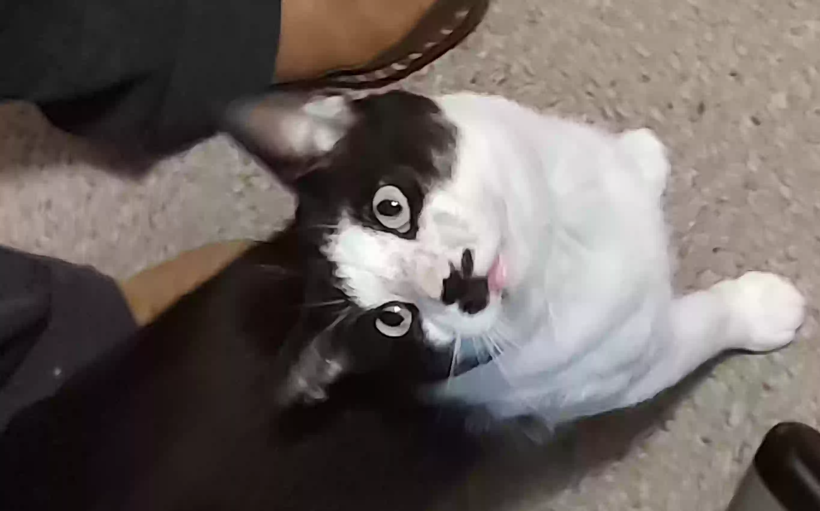 Lost cat in Minneapolis, MN, 55404