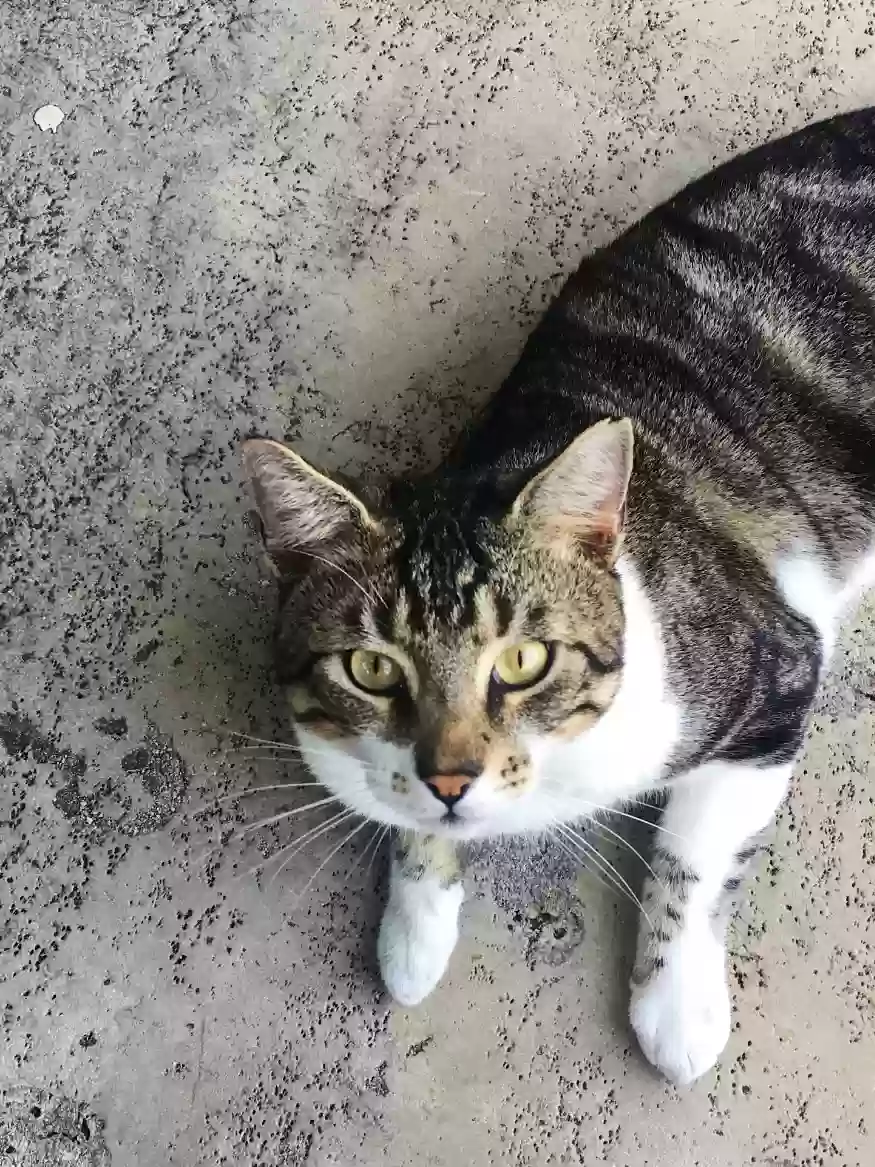 Lost cat in Pompano Beach, FL, 33065