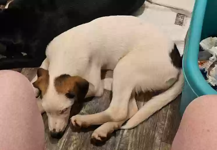 Lost dog in Commerce, GA, 30530