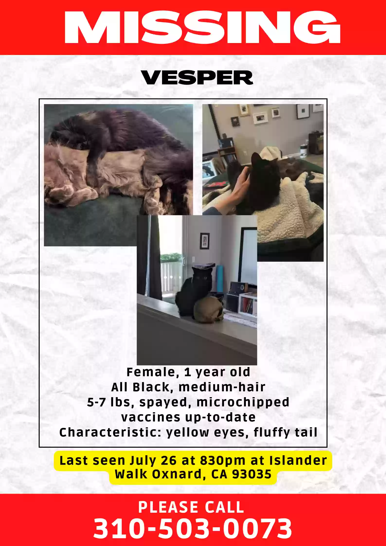 Lost cat in Oxnard, CA, 93035