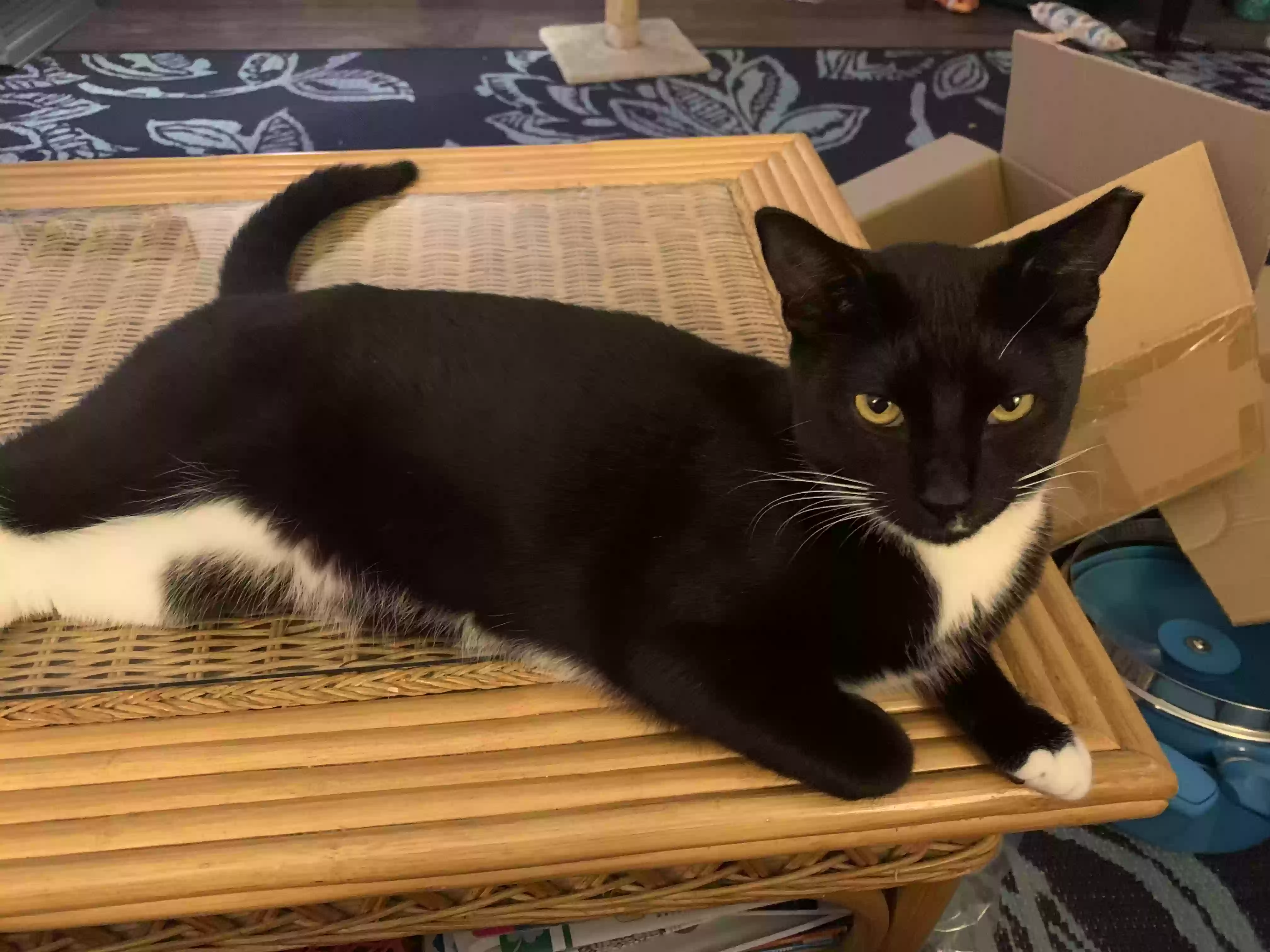 Lost cat in Lutz, FL, 33558