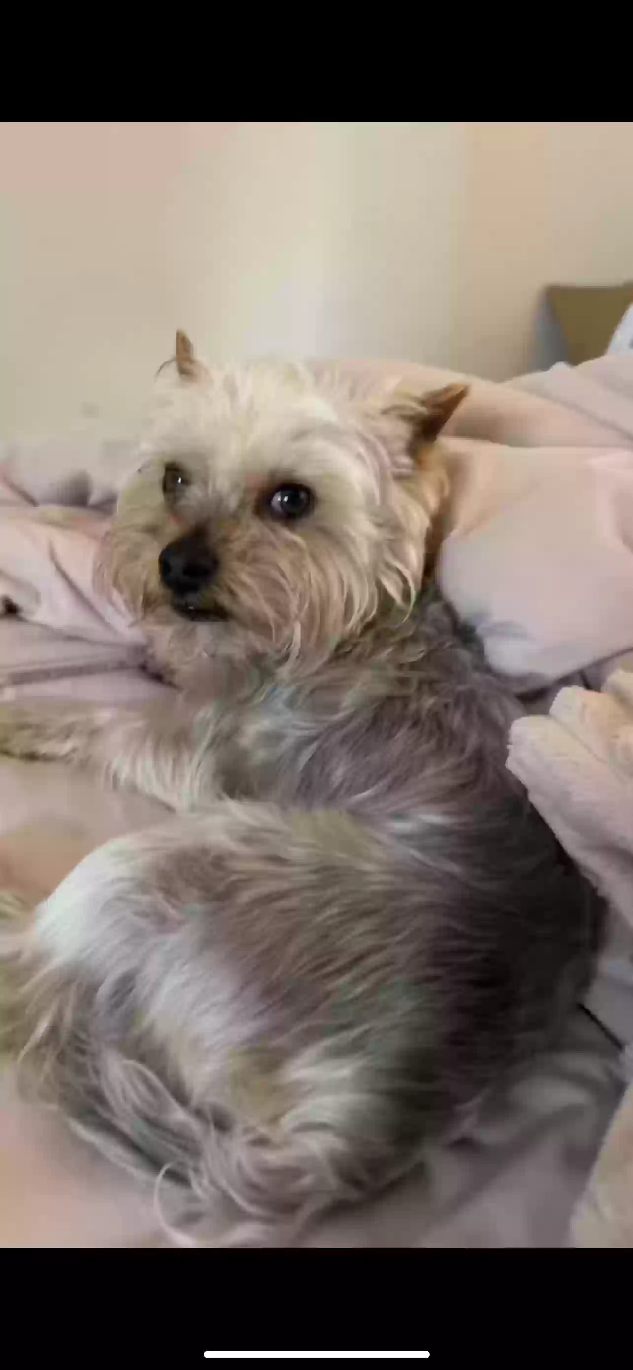 Lost dog in Miami, FL, 33155