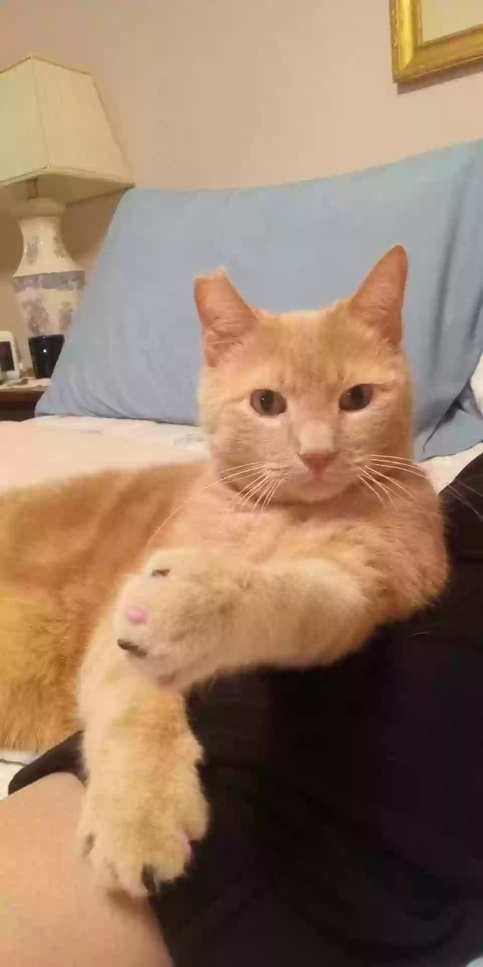 Lost cat in Meridian, ID, 83642