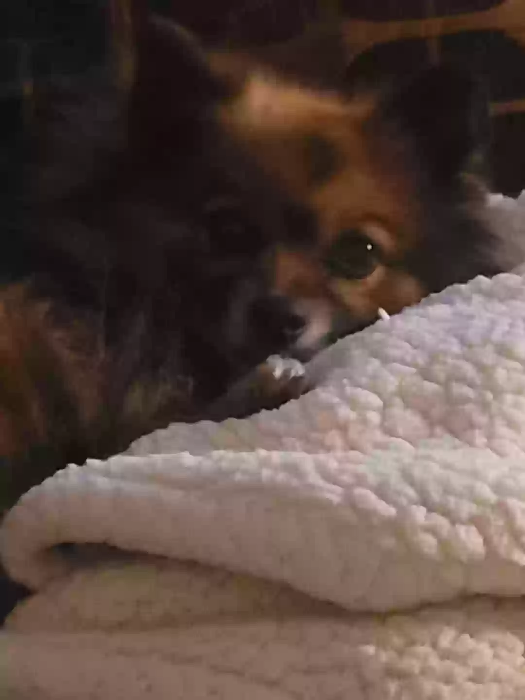 Lost dog in Malakoff, TX, 75148