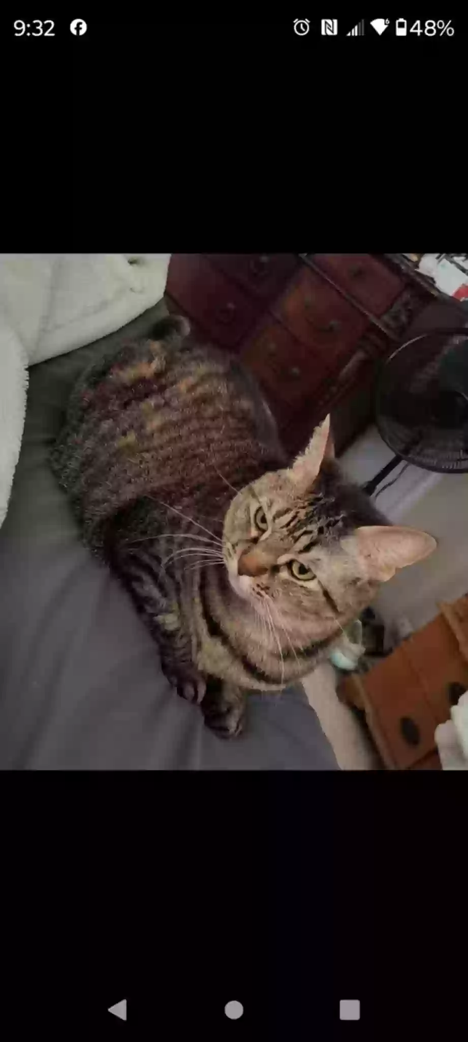 Lost cat in Seabrook, SC, 29940