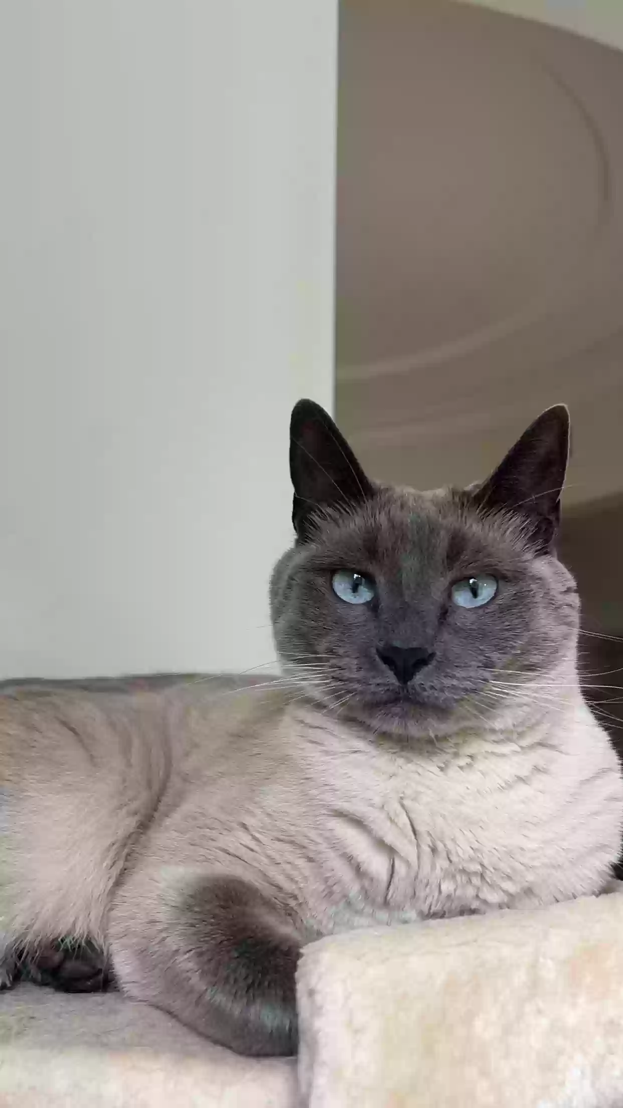 Lost cat in Carlsbad, CA, 92009