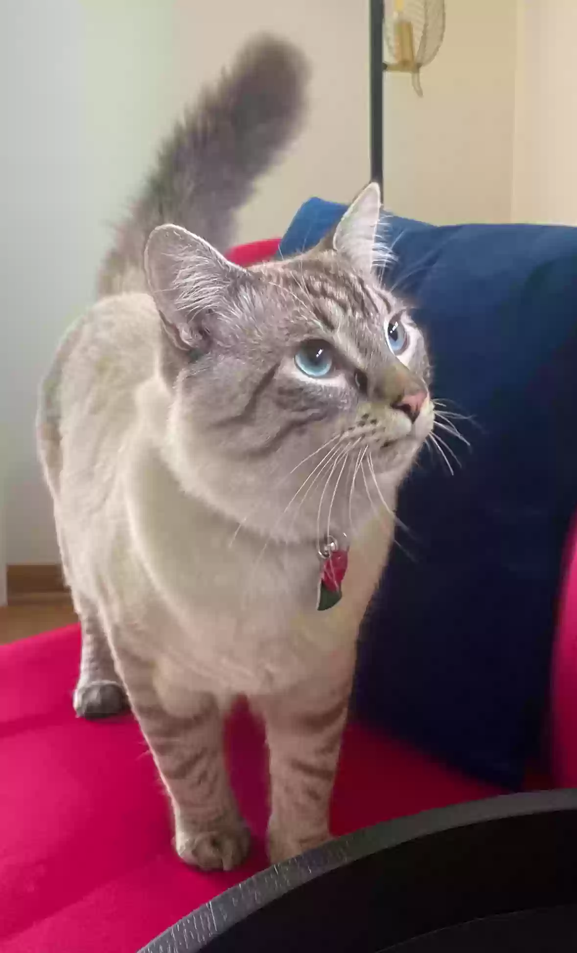 Lost cat in Minneapolis, MN, 55408
