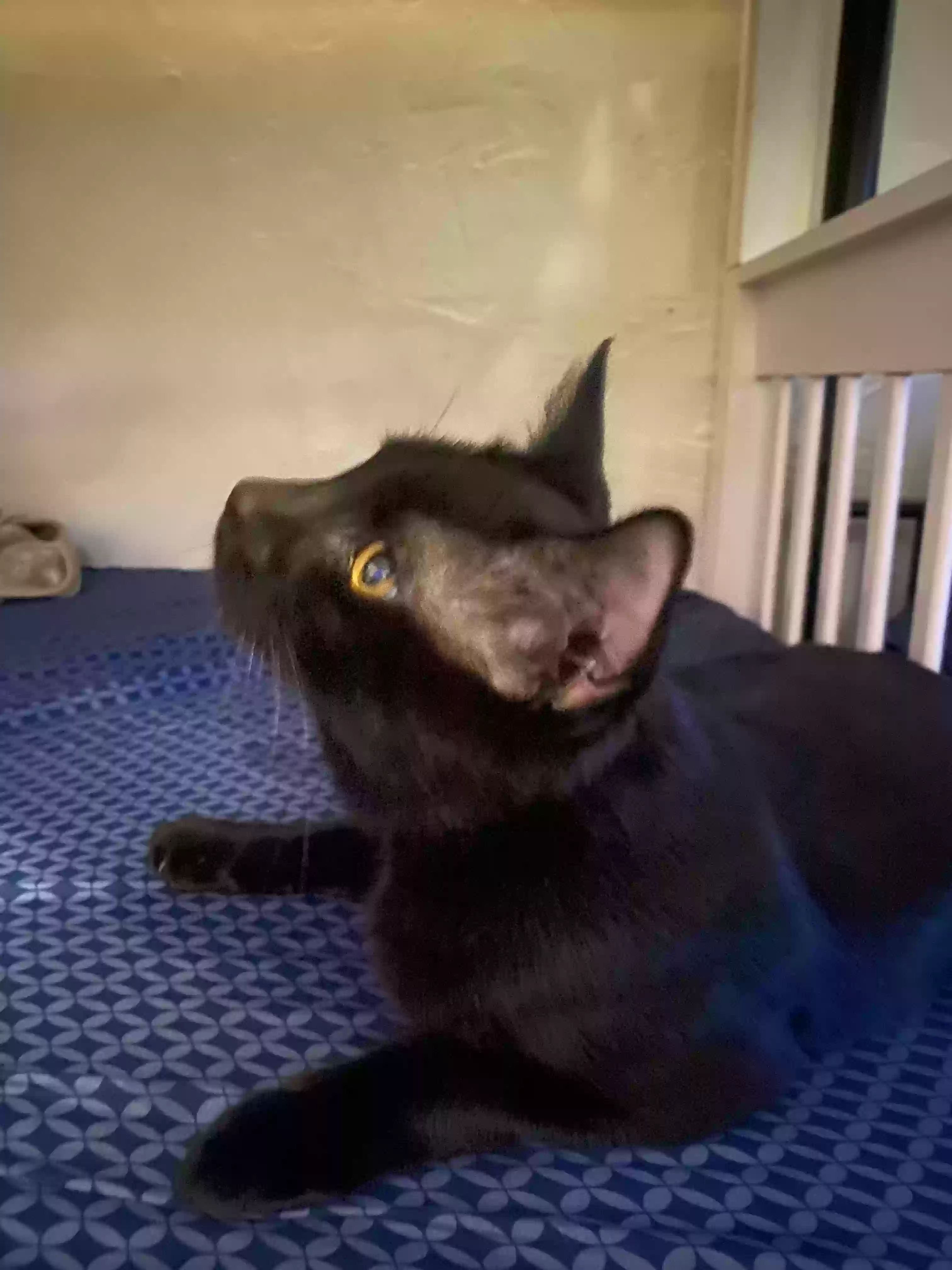 Lost cat in West Chester, PA, 19380