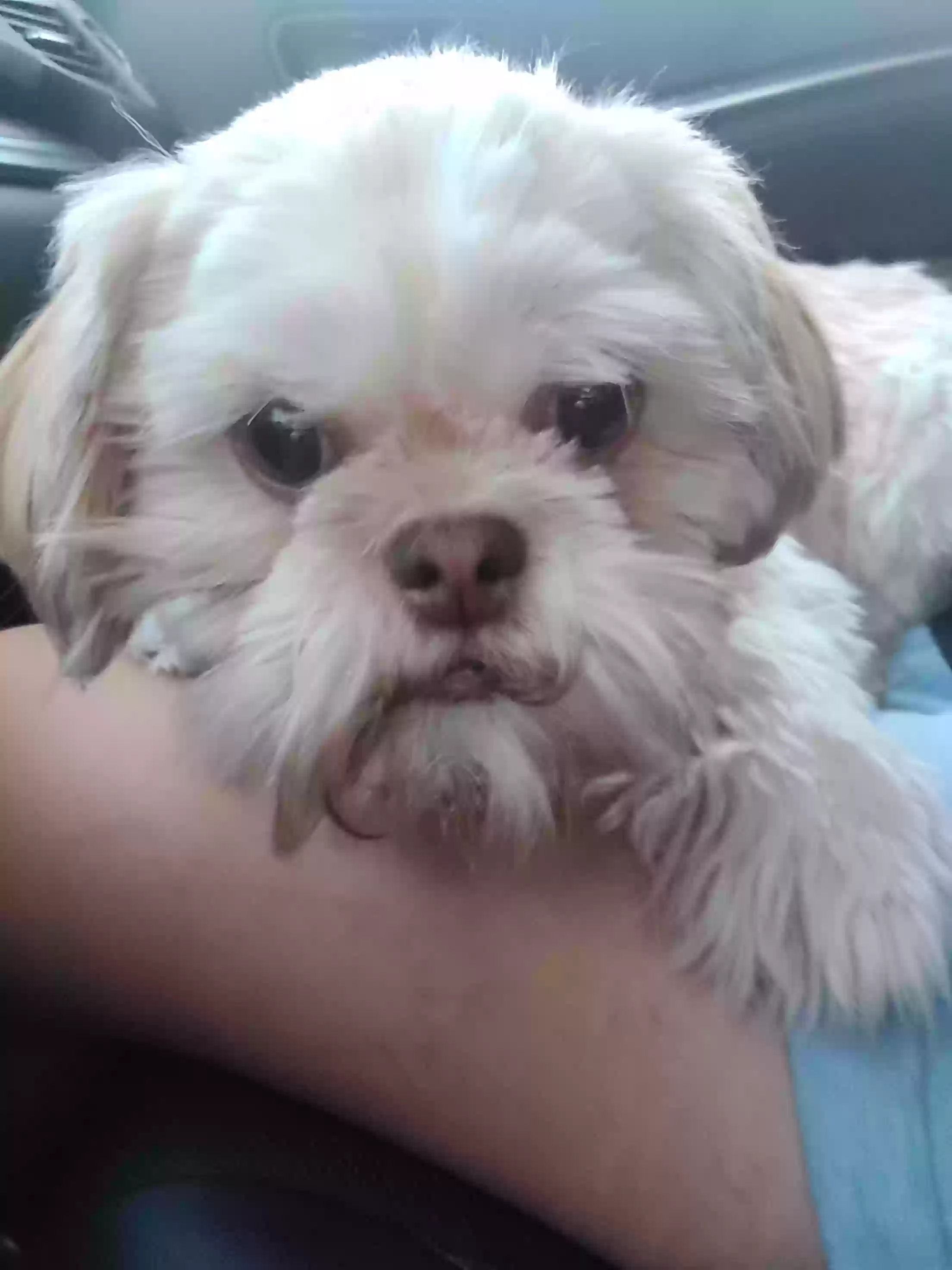 Lost dog in Oxon Hill, MD, 20745