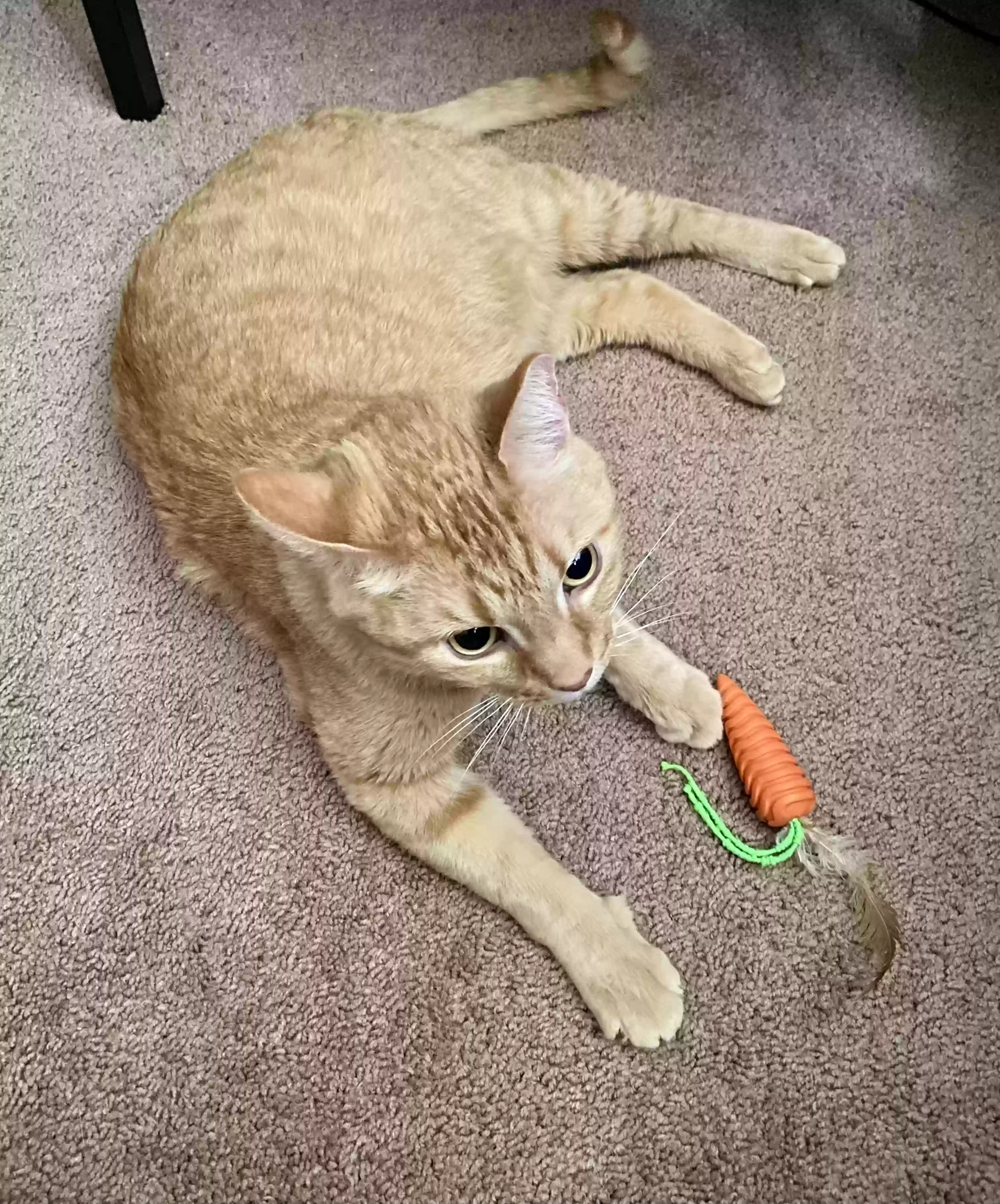 Lost cat in Dunlap, IL, 61525