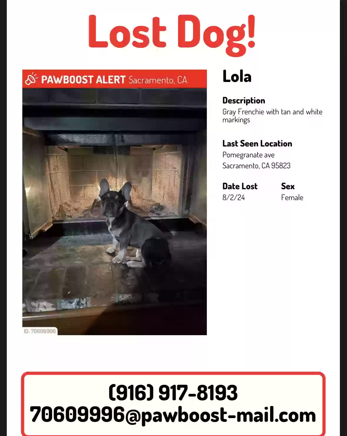 Lost dog in Sacramento, CA, 95823