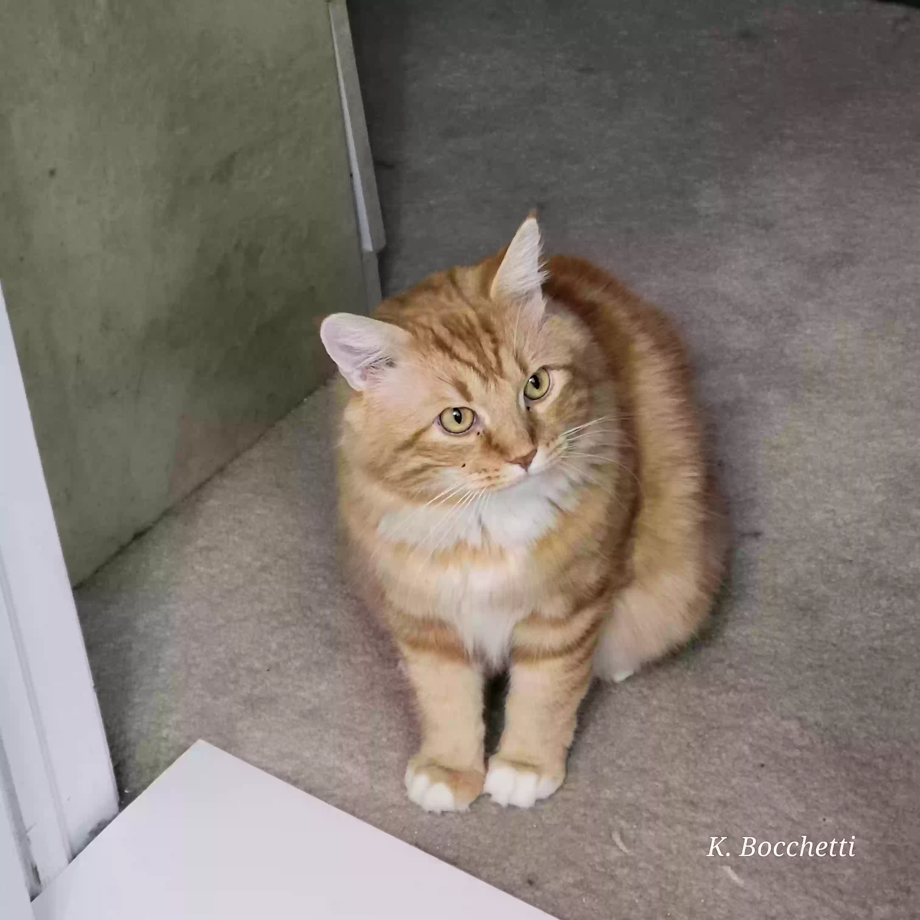 Lost cat in Port Richey, FL, 34668