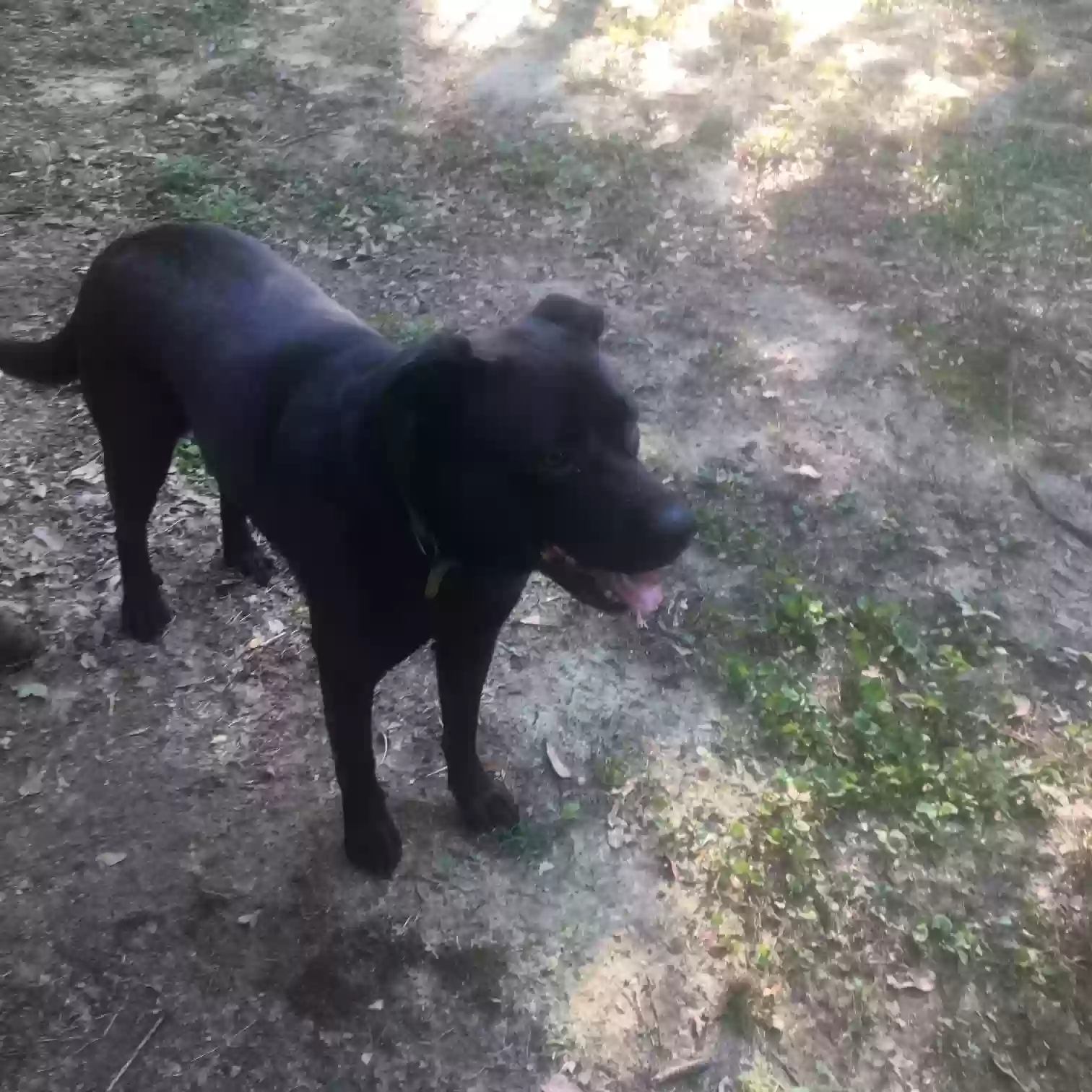 Lost dog in Dothan, AL, 36301