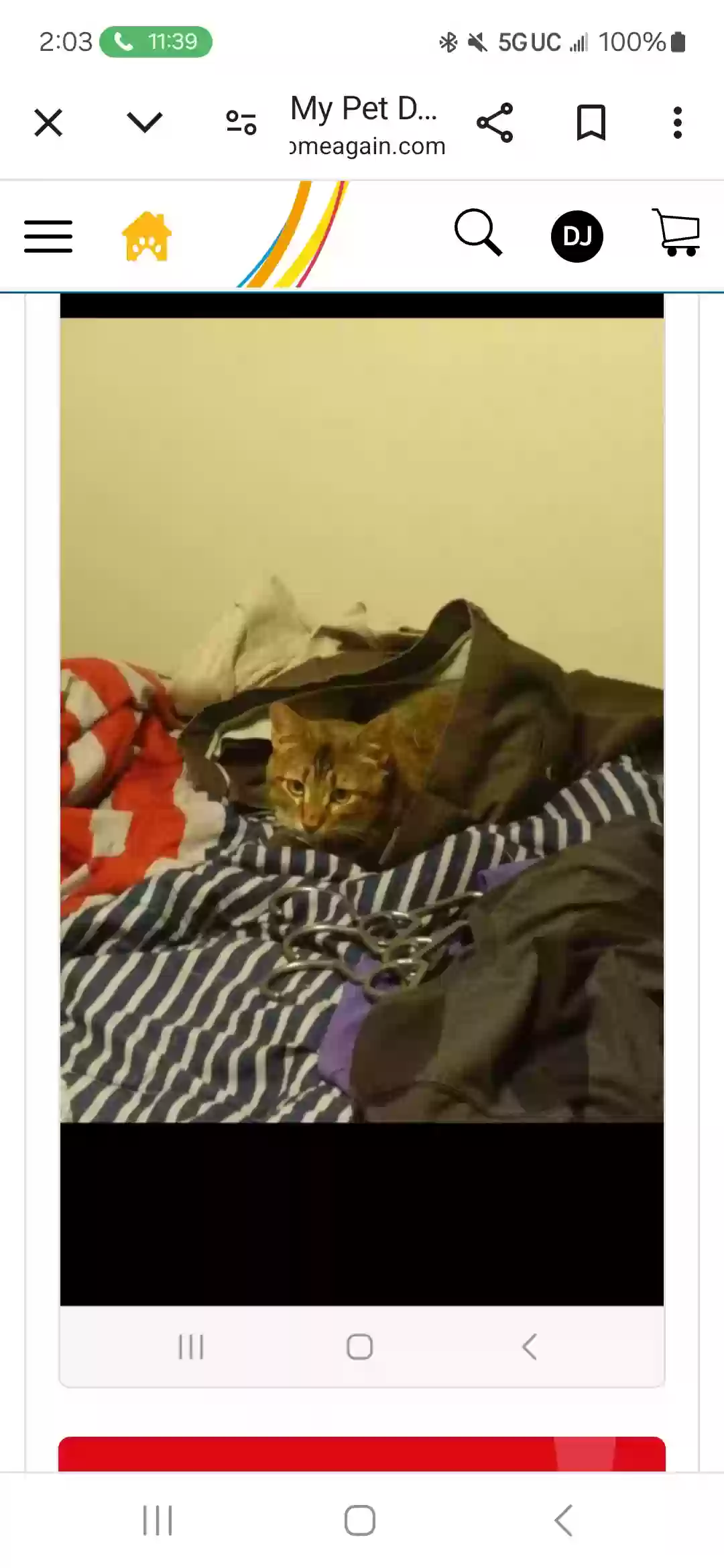 Lost cat in Mobile, AL, 36608