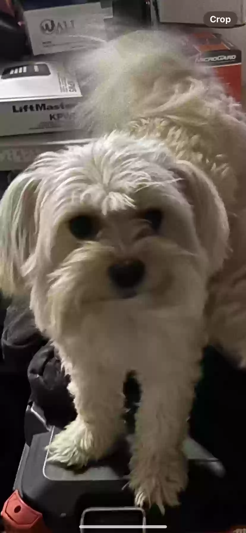 Lost dog in Spring Valley, CA, 91977