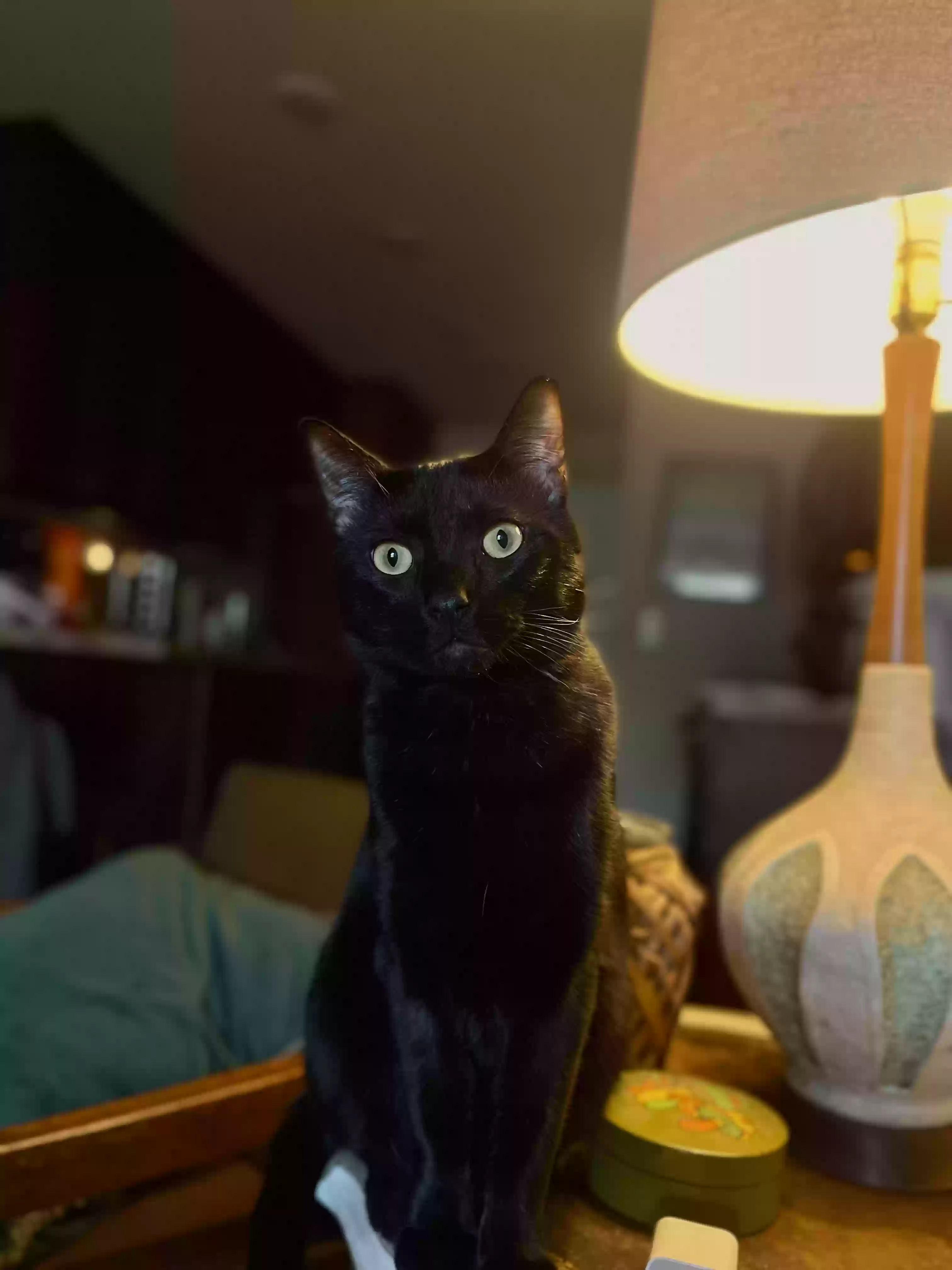 Lost cat in Brookland, AR, 72417