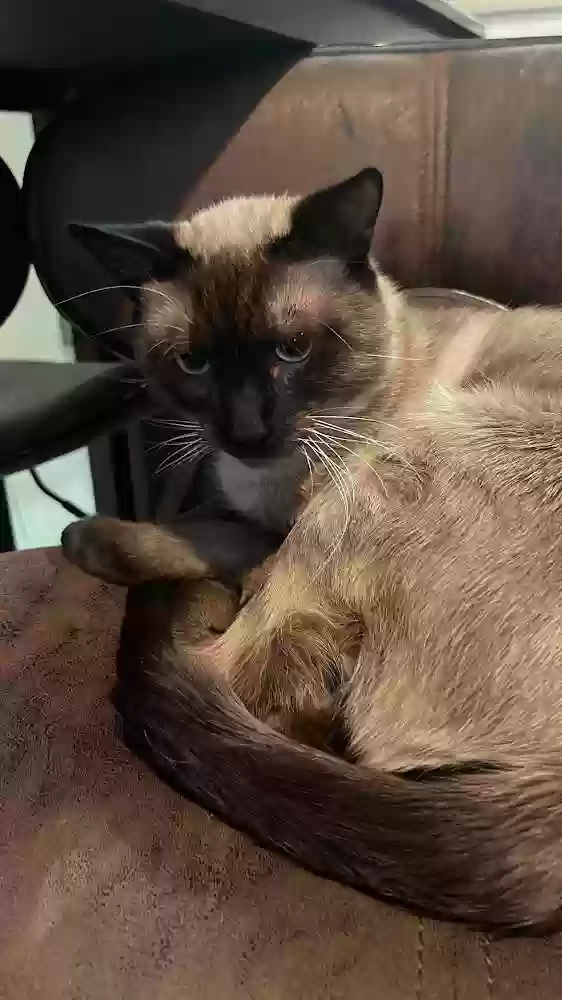 Lost cat in Miami, FL, 33184