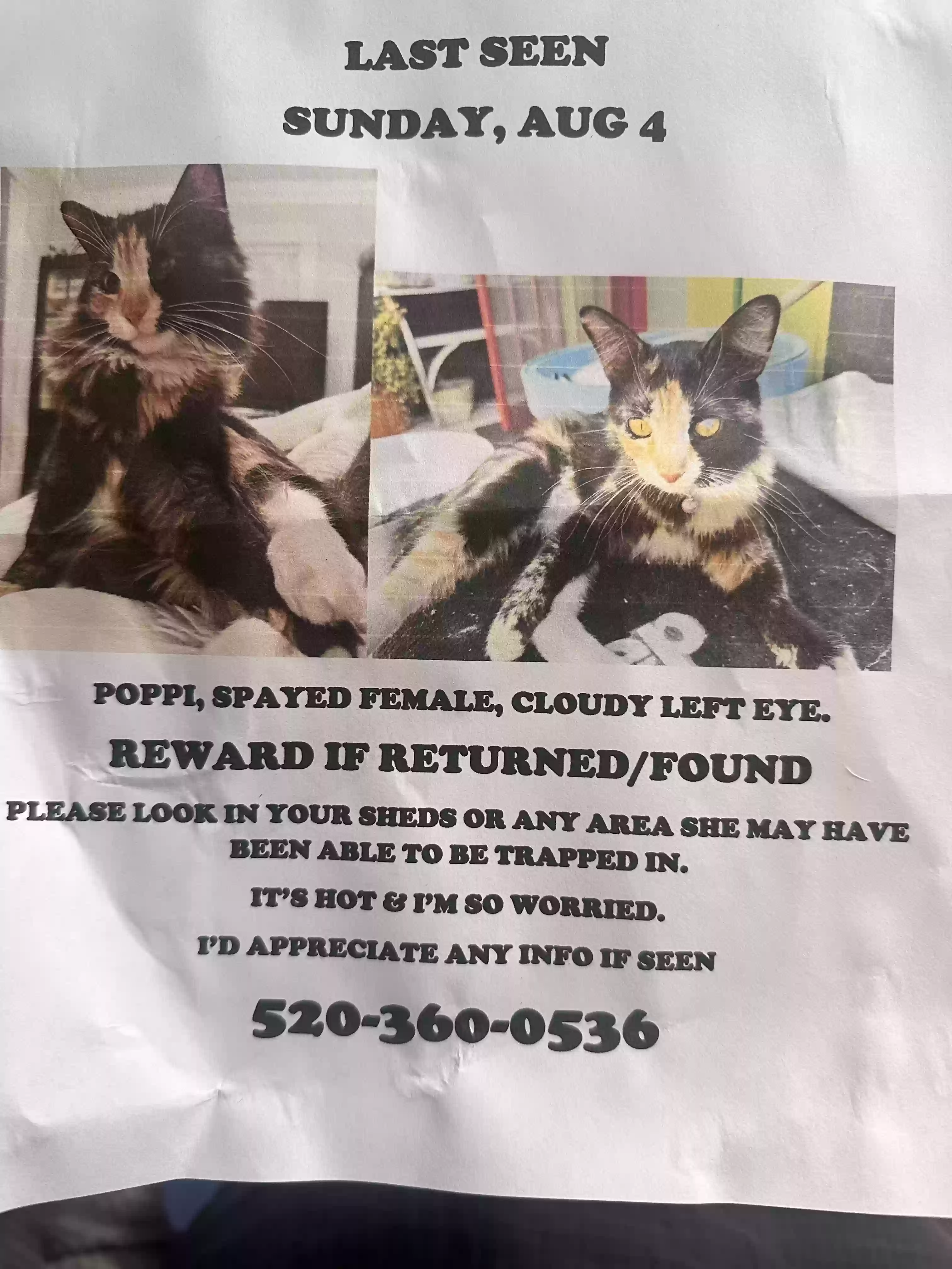 Lost cat in Tucson, AZ, 85719