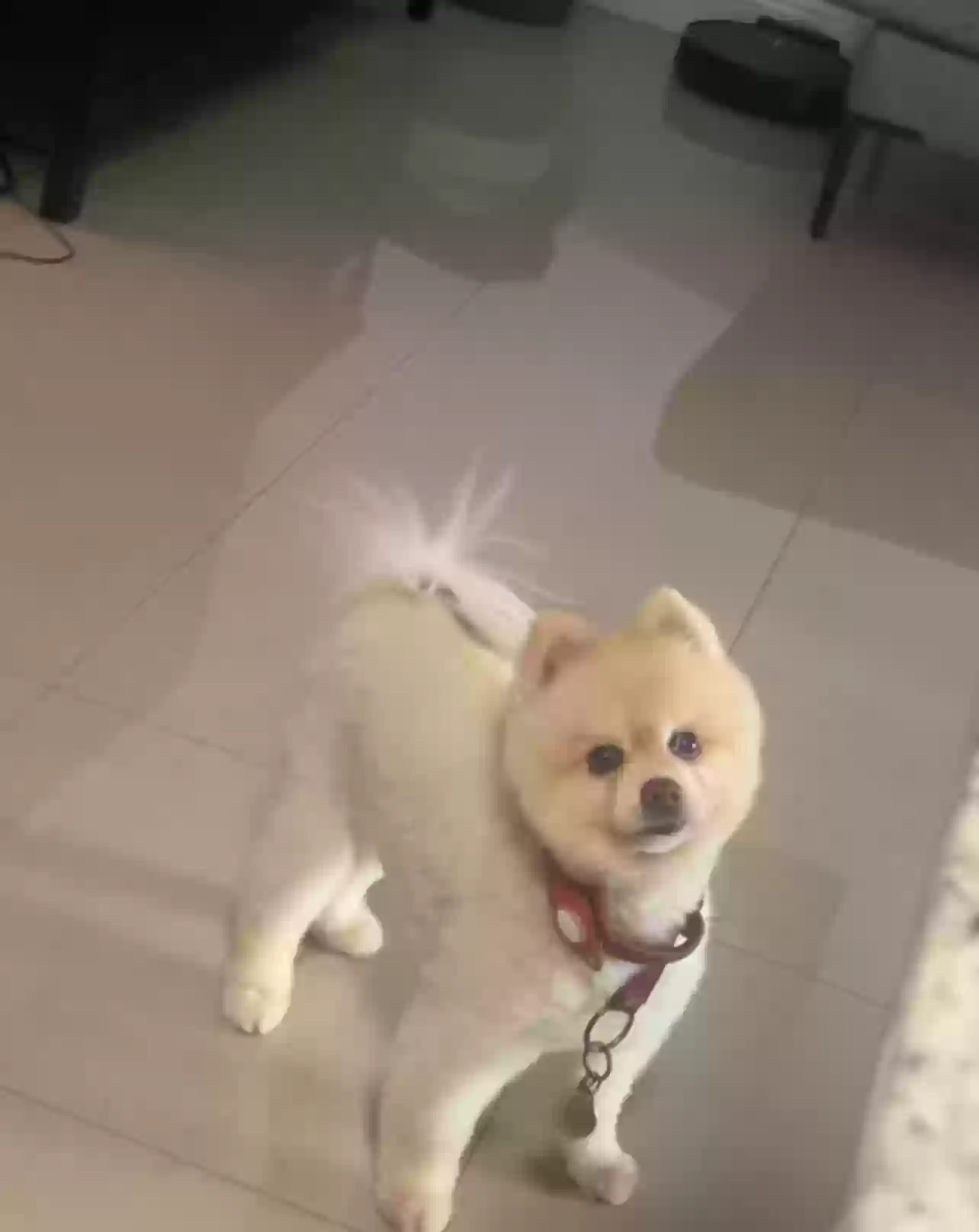 Lost dog in Miami, FL, 33177