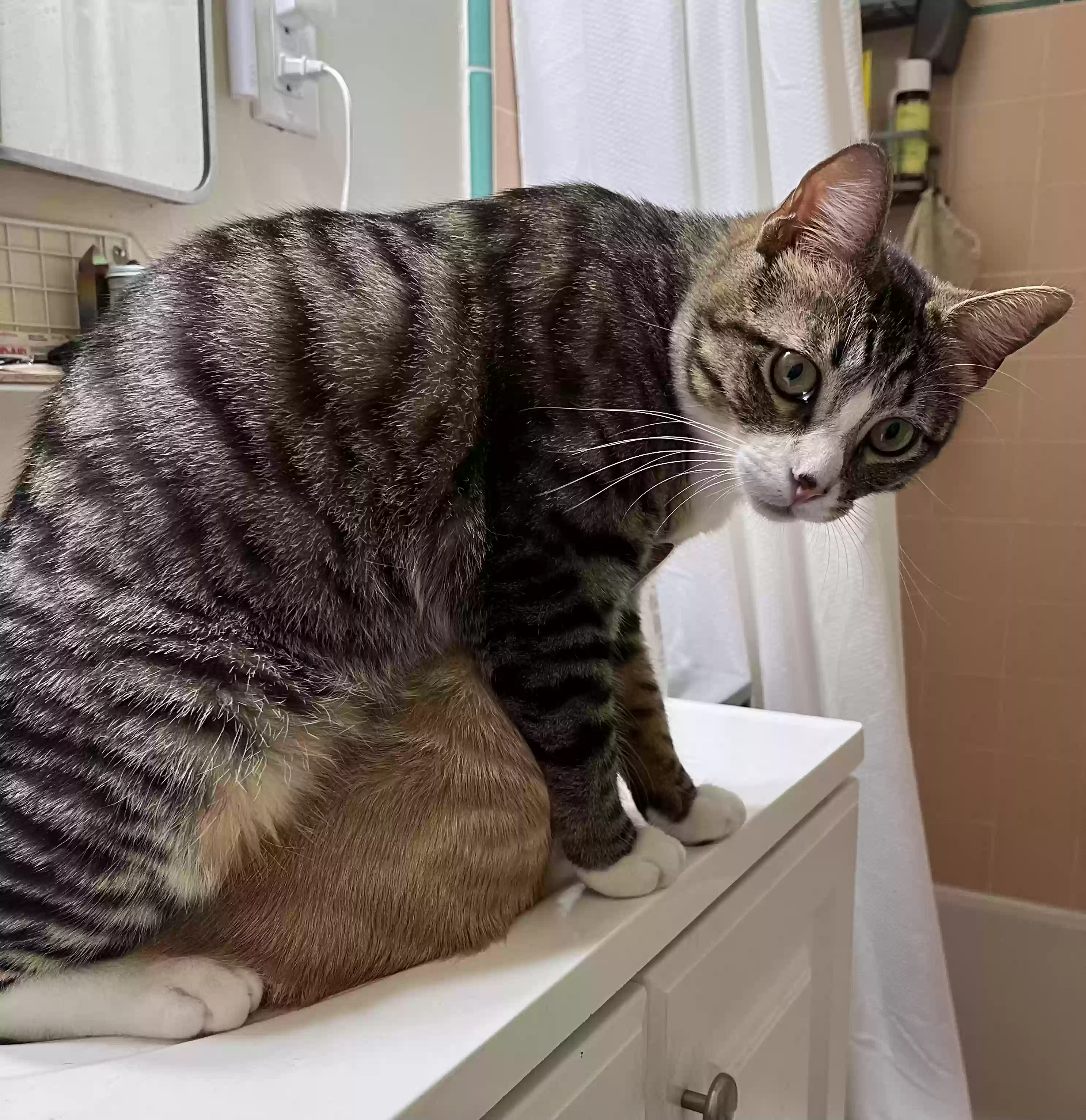 Lost cat in Montrose, CA, 91020