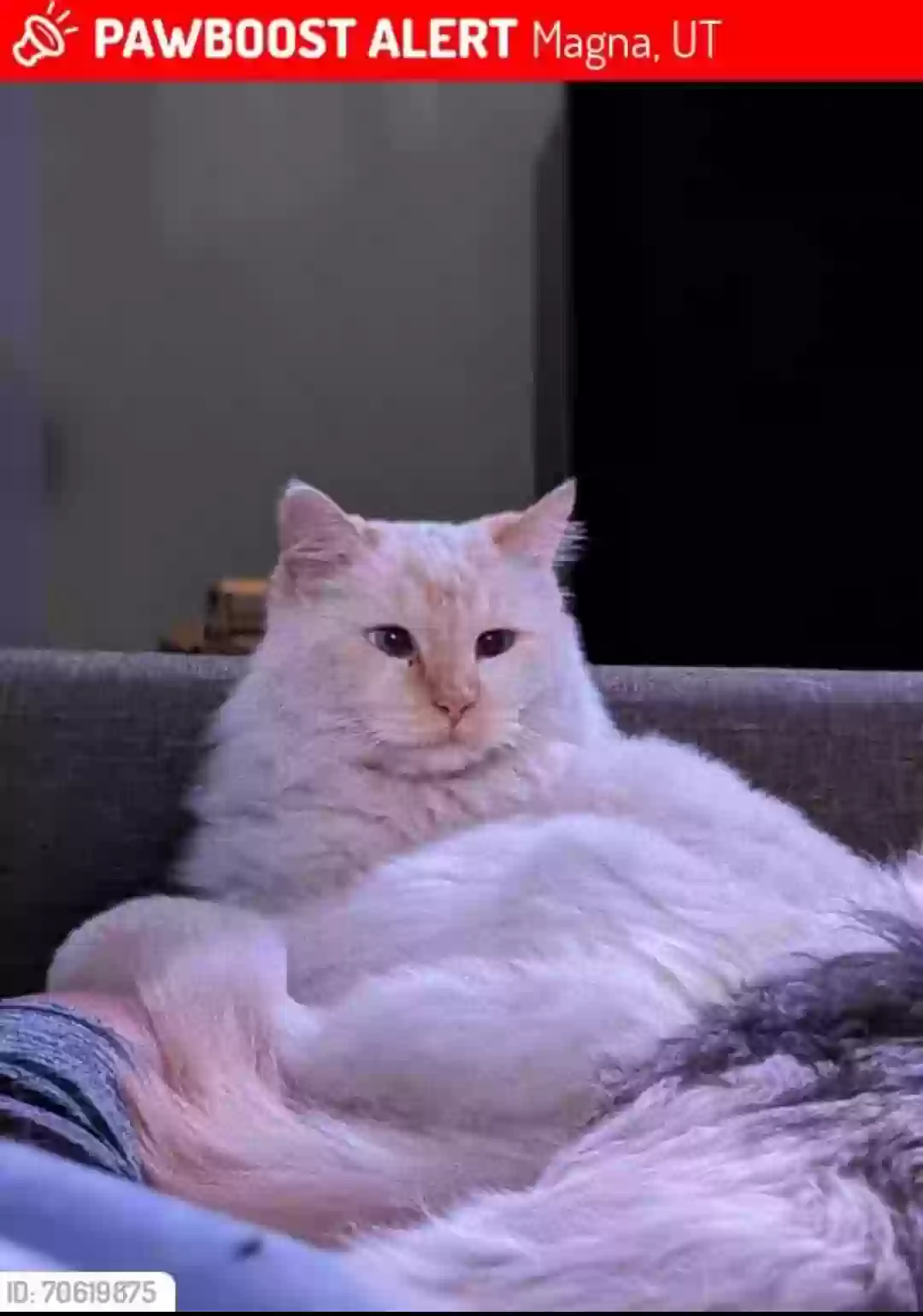 Lost cat in Magna, UT, 84044