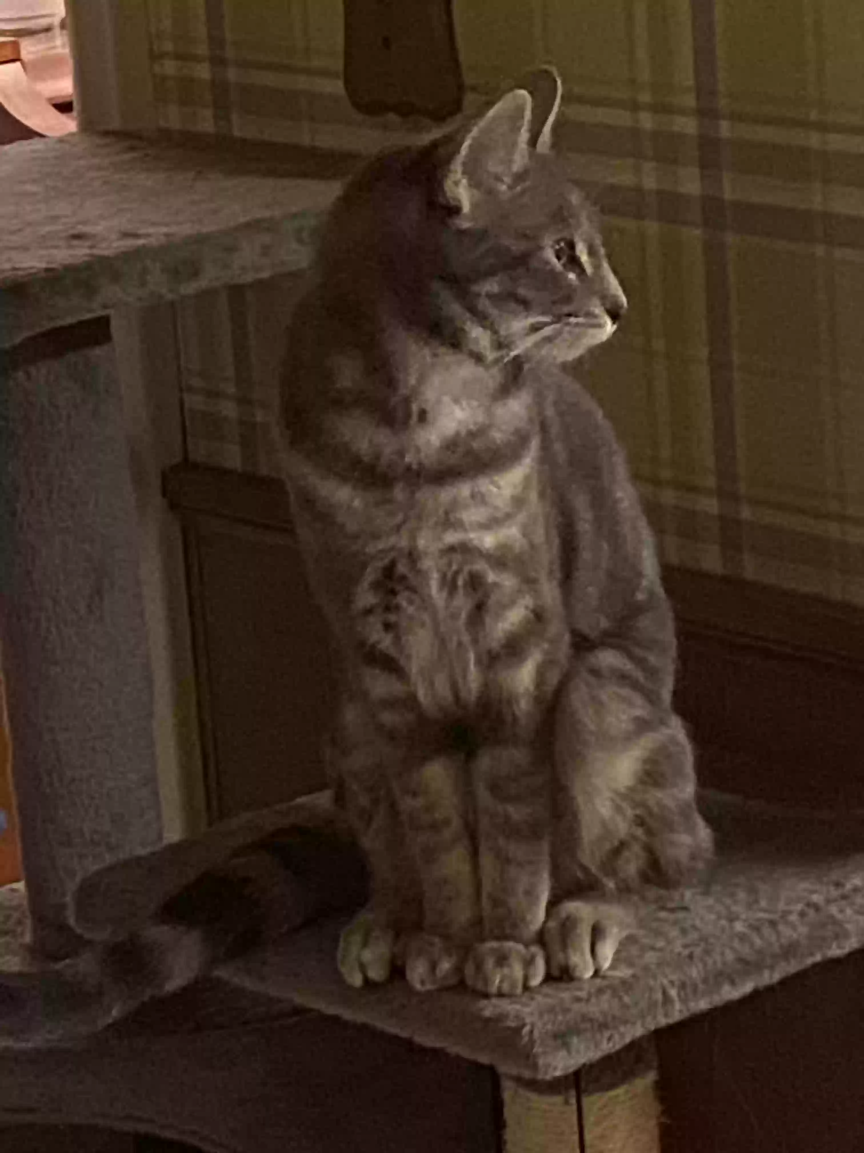 Lost cat in Polk City, IA, 50226