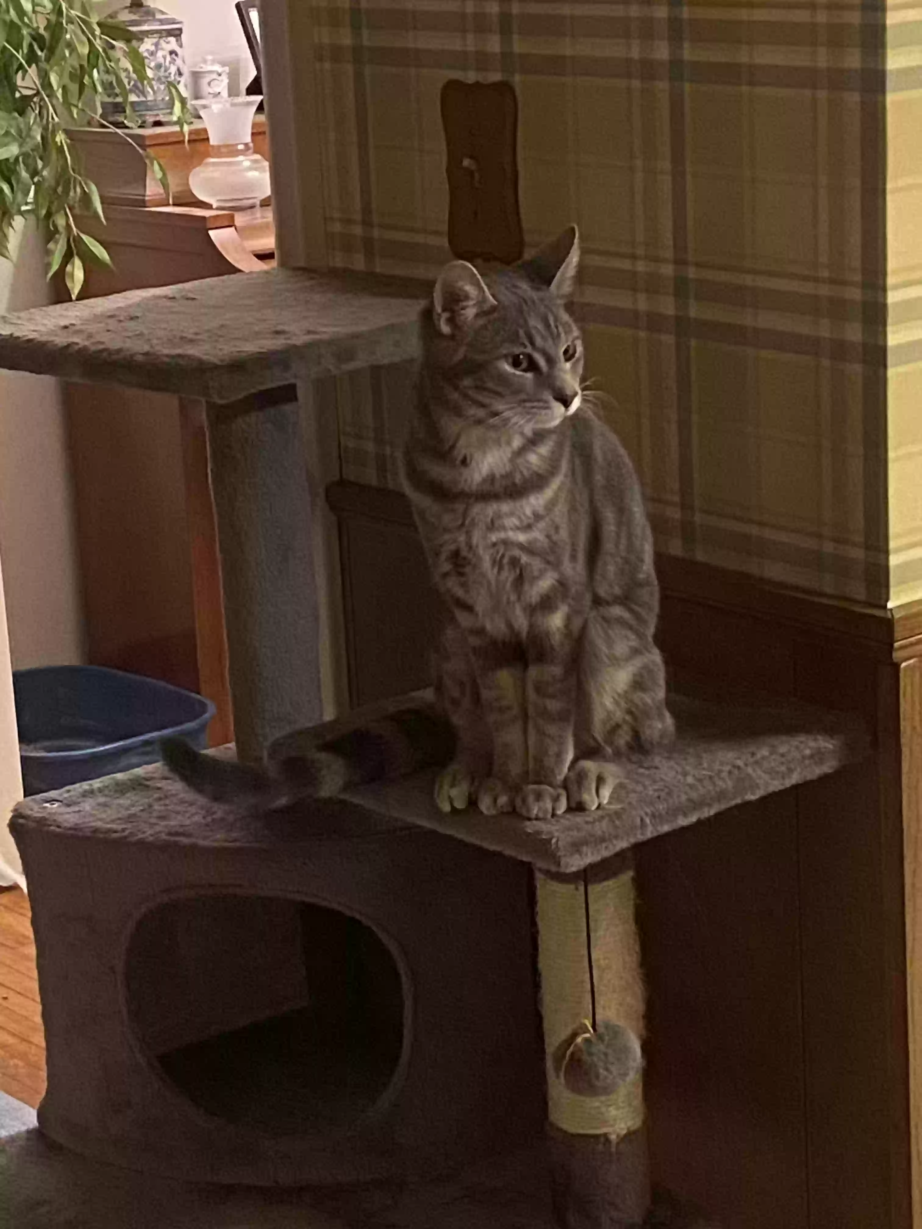 Lost cat in Polk City, IA, 50226