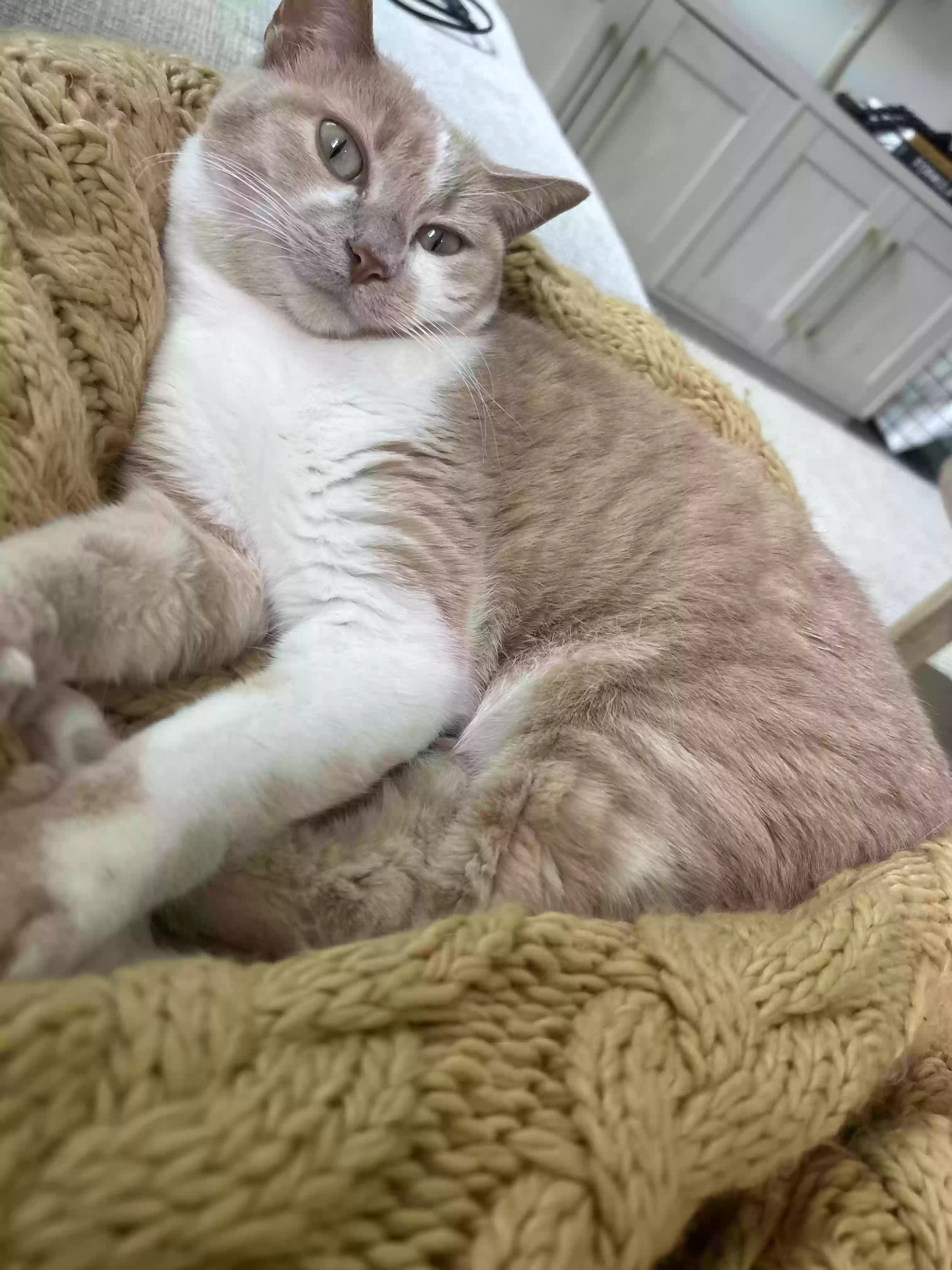 Lost cat in Stuart, FL, 34997