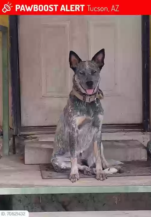 Lost dog in Tucson, AZ, 85705