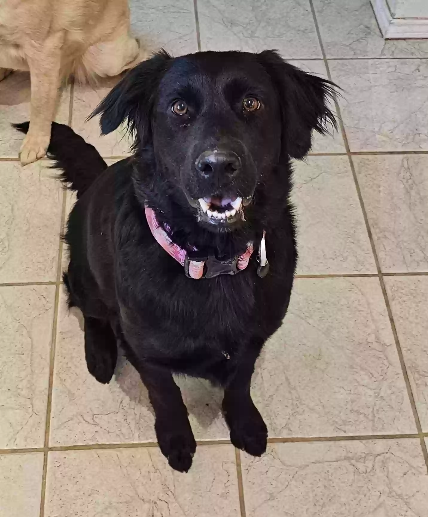Lost dog in Denton, TX, 76210