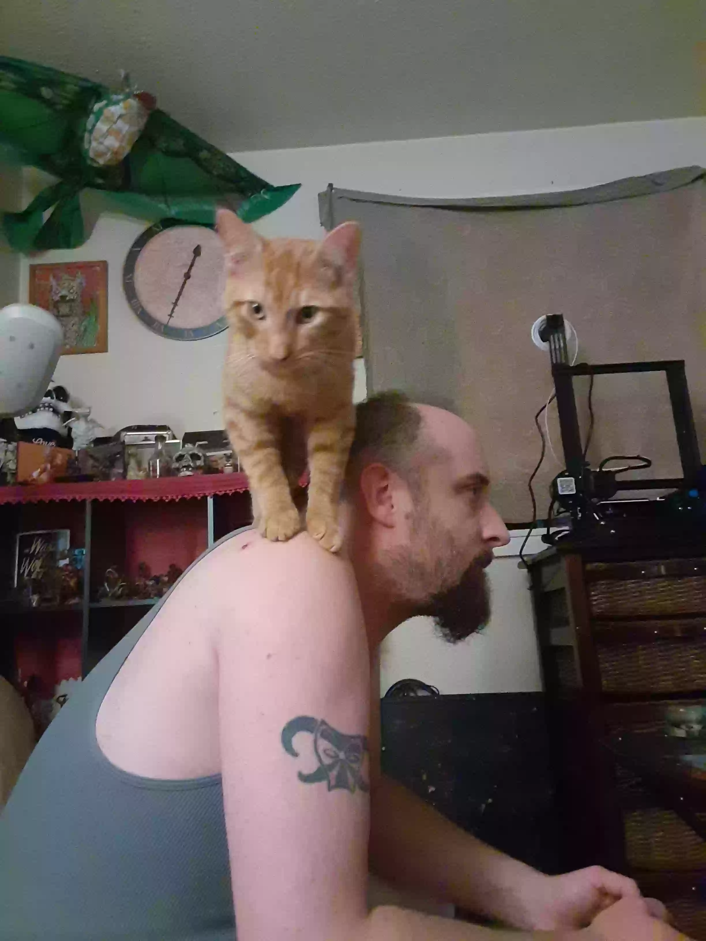 Lost cat in Boise, ID, 83705