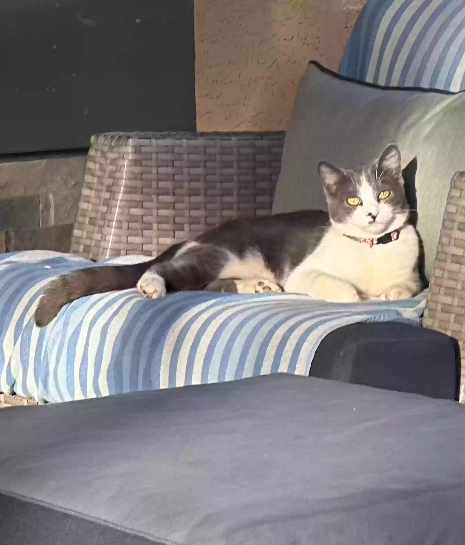 Lost cat in Surprise, AZ, 85379