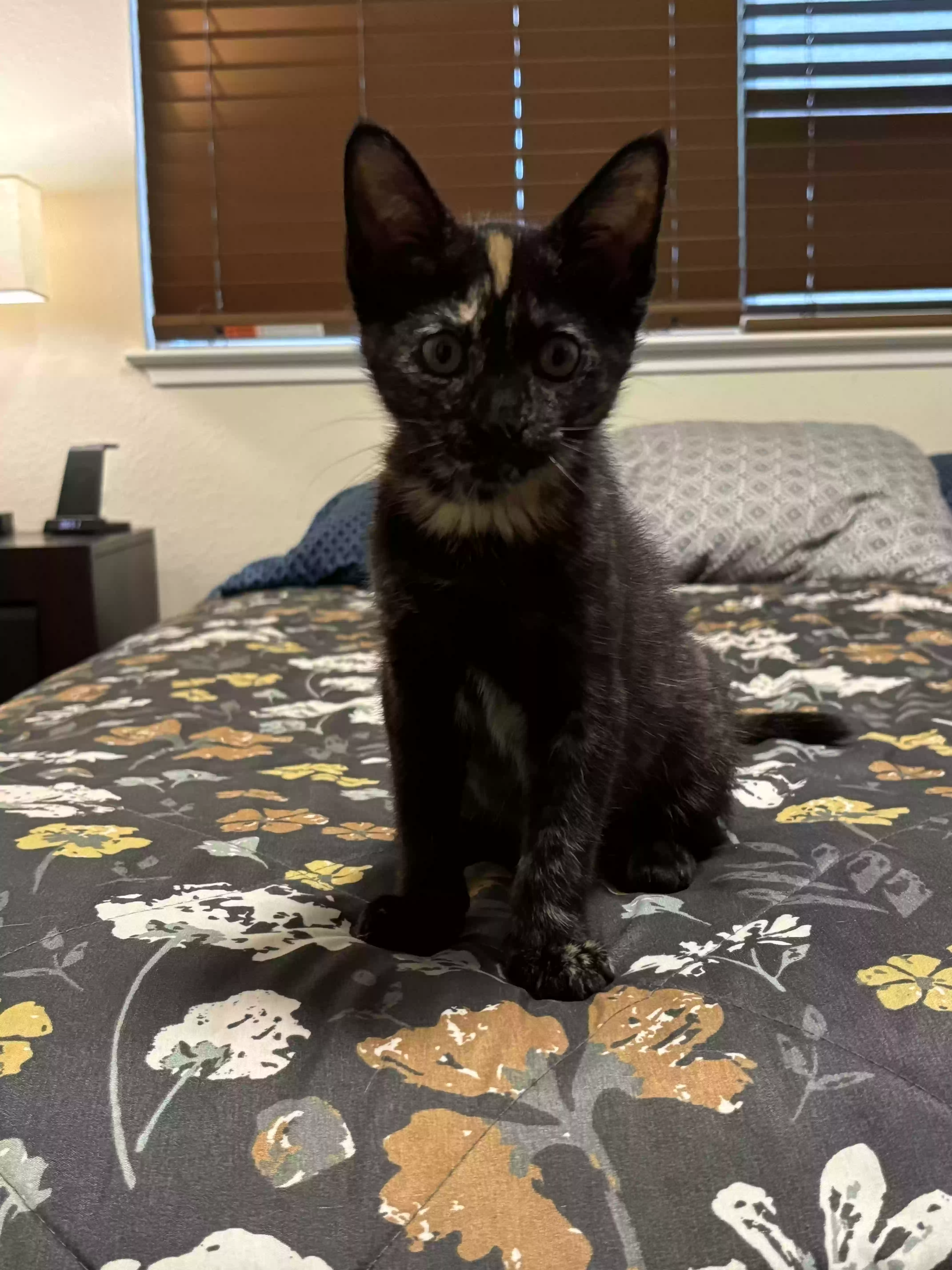 Lost cat in San Jose, CA, 95118