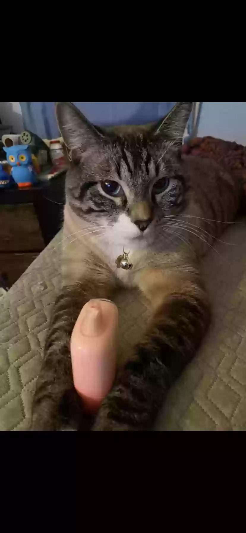 Lost cat in Mesa, AZ, 85201