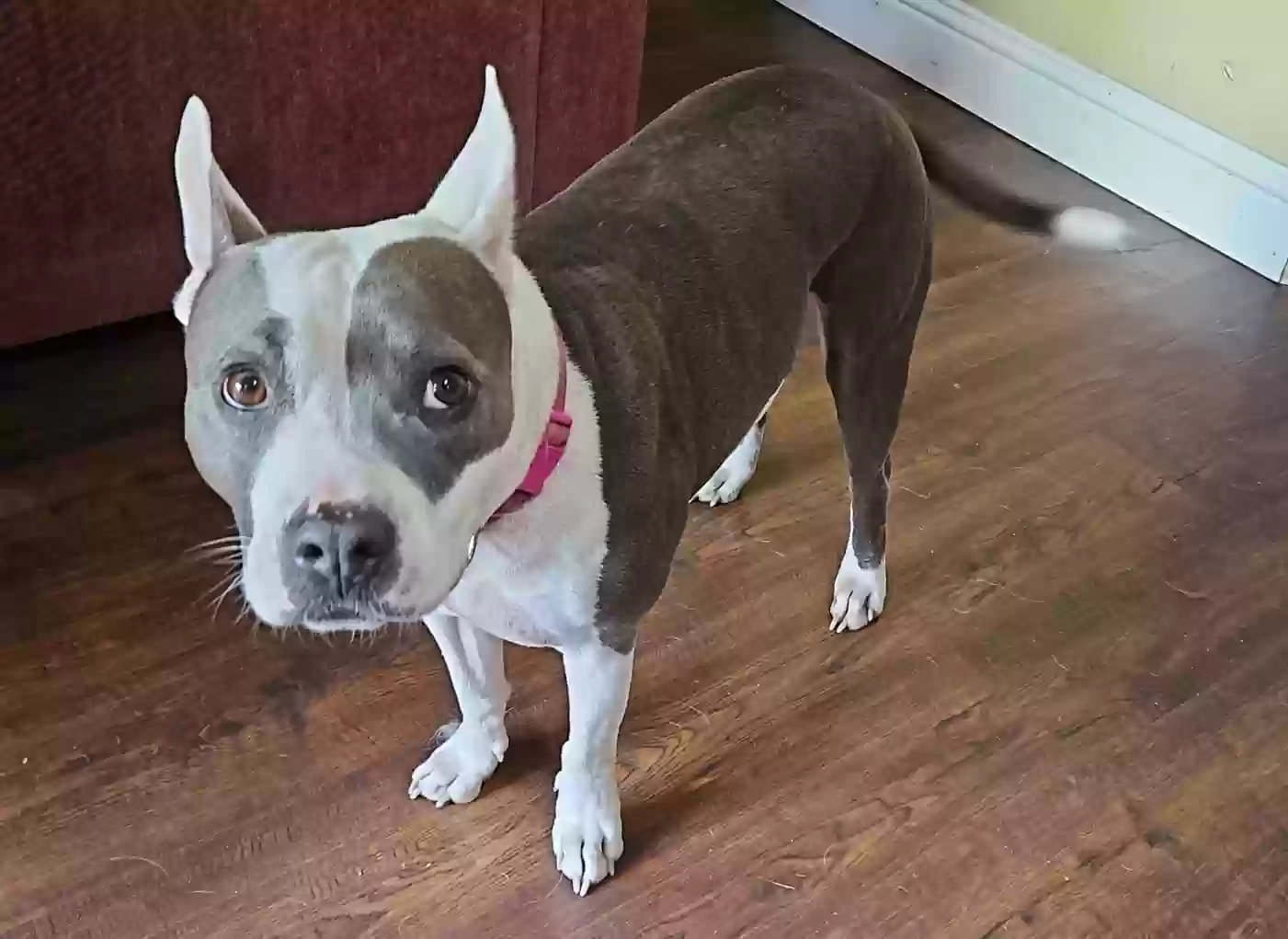 Lost dog in Monroe, WA, 98272