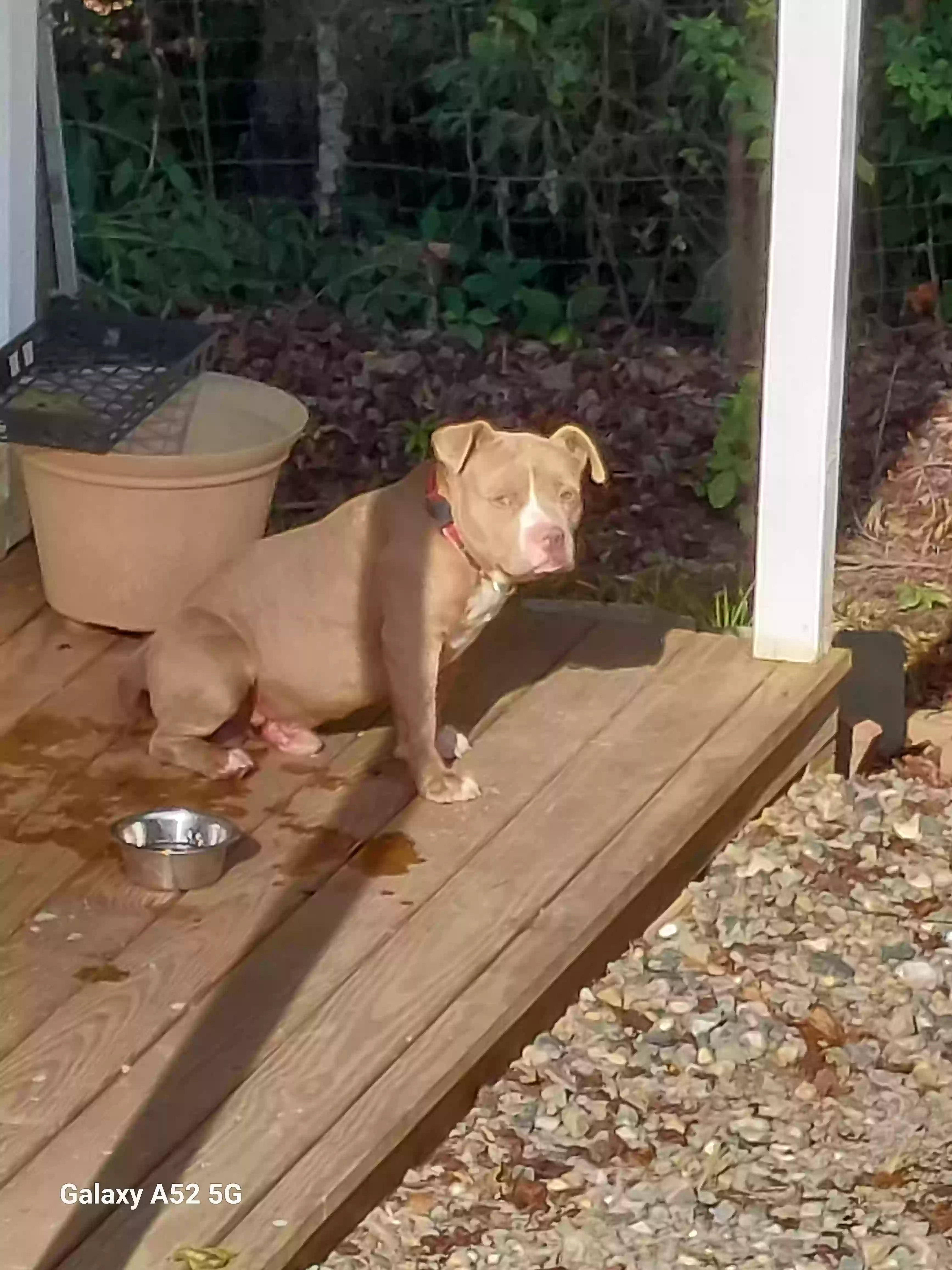 Found dog in Lexington, NC, 27292