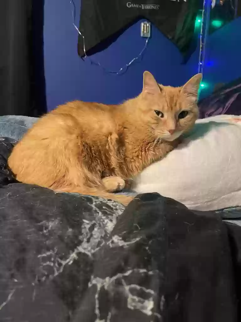 Lost cat in Calumet City, IL, 60409