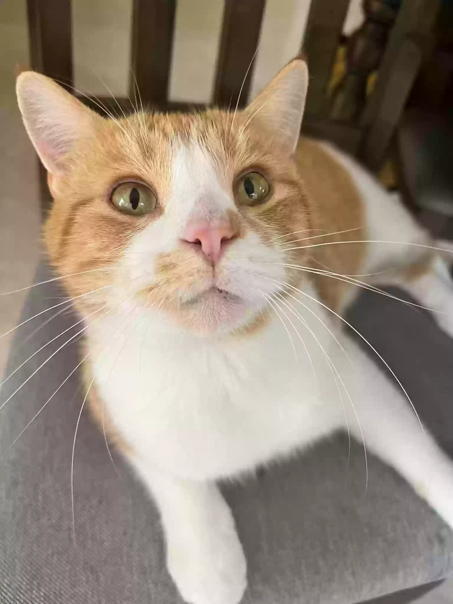 Lost cat in Beltsville, MD, 20705