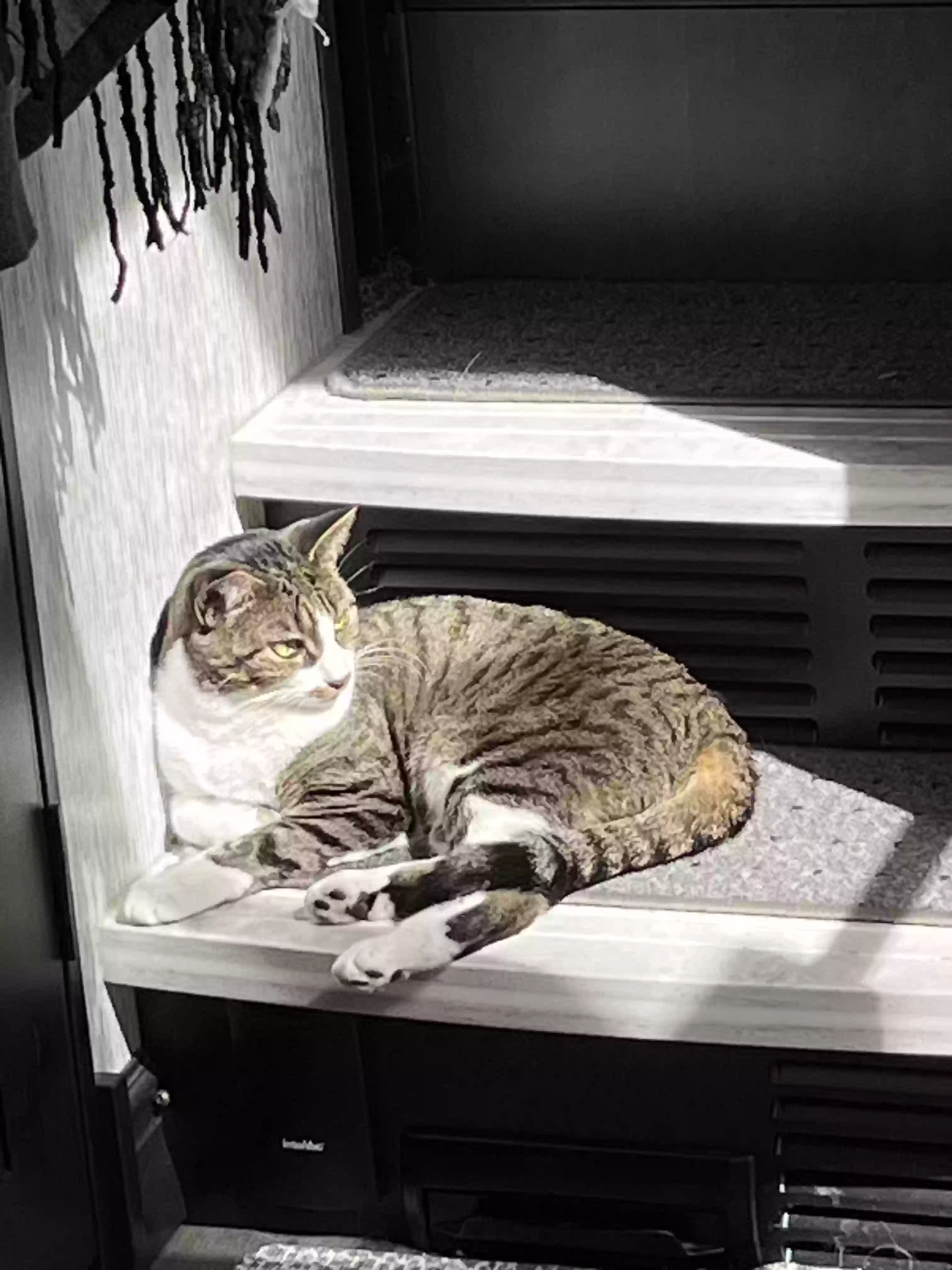 Lost cat in Red Hook, NY, 12571