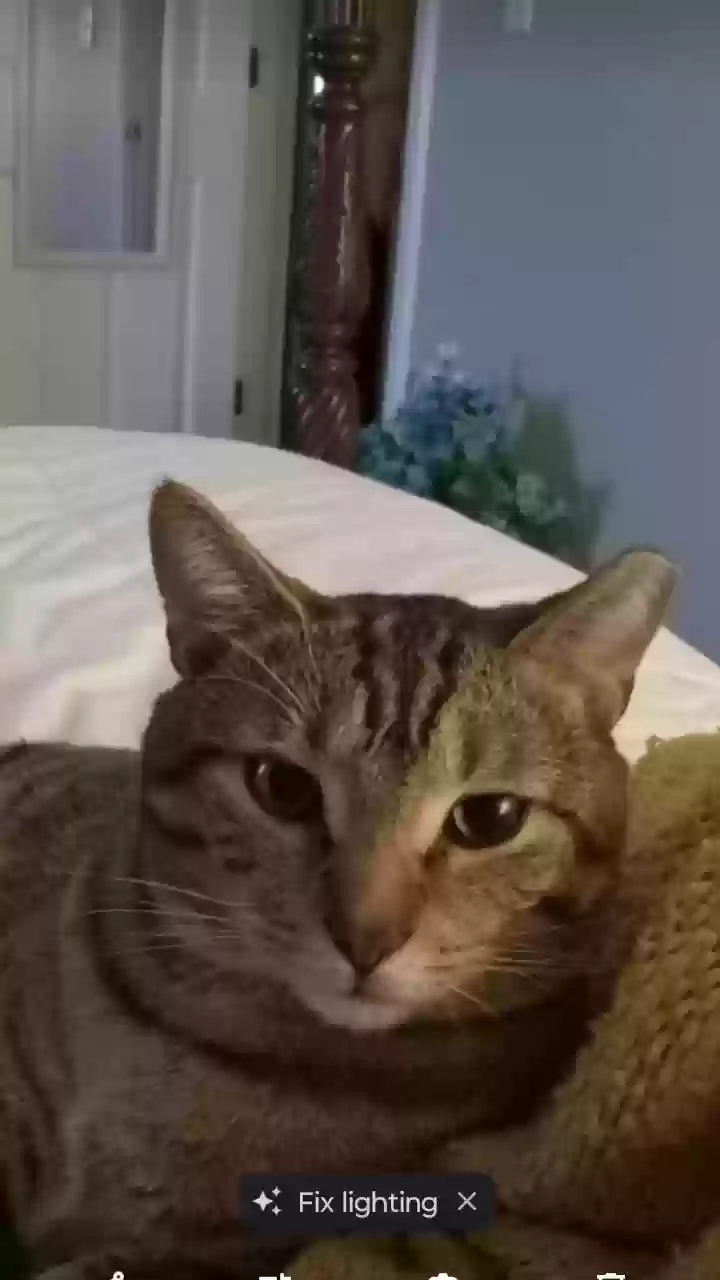 Lost cat in Indianapolis, IN, 46226