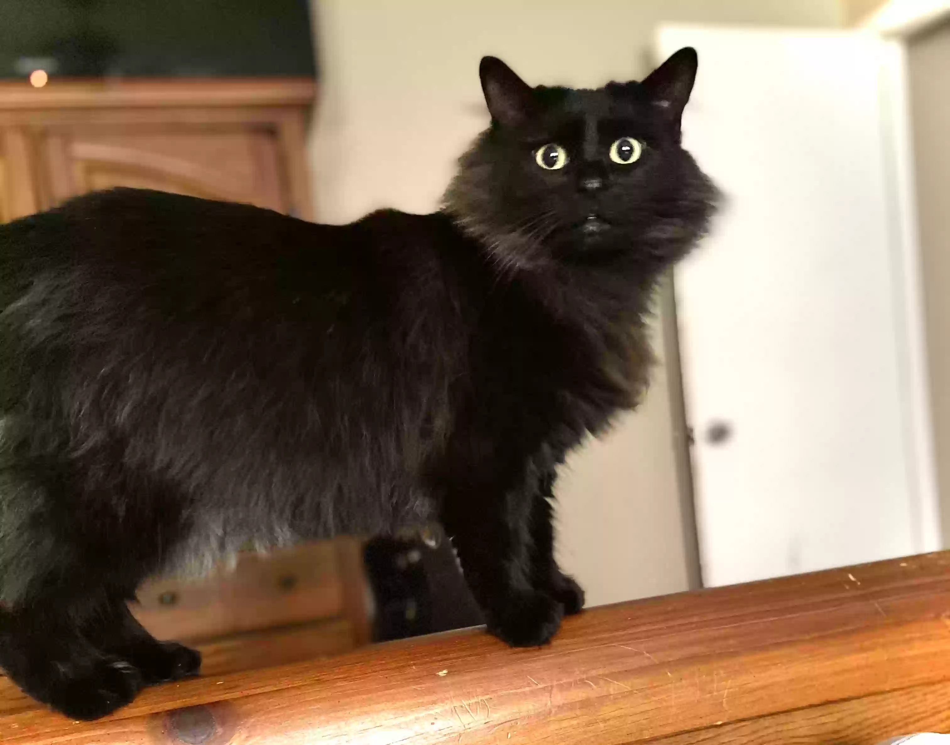 Lost cat in Magnolia, TX, 77354