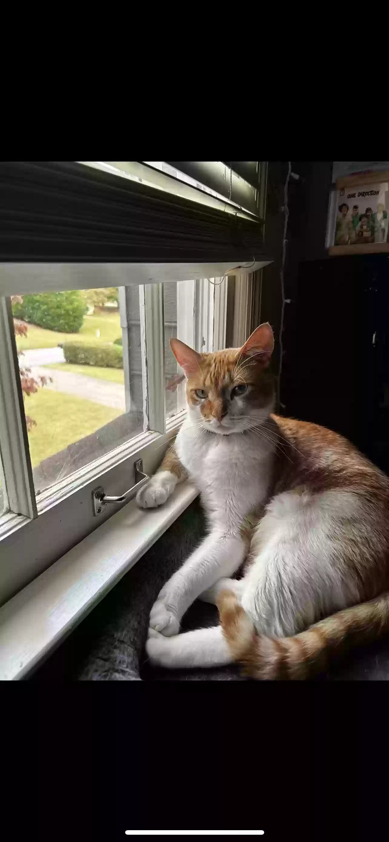 Lost cat in Canton, GA, 30114