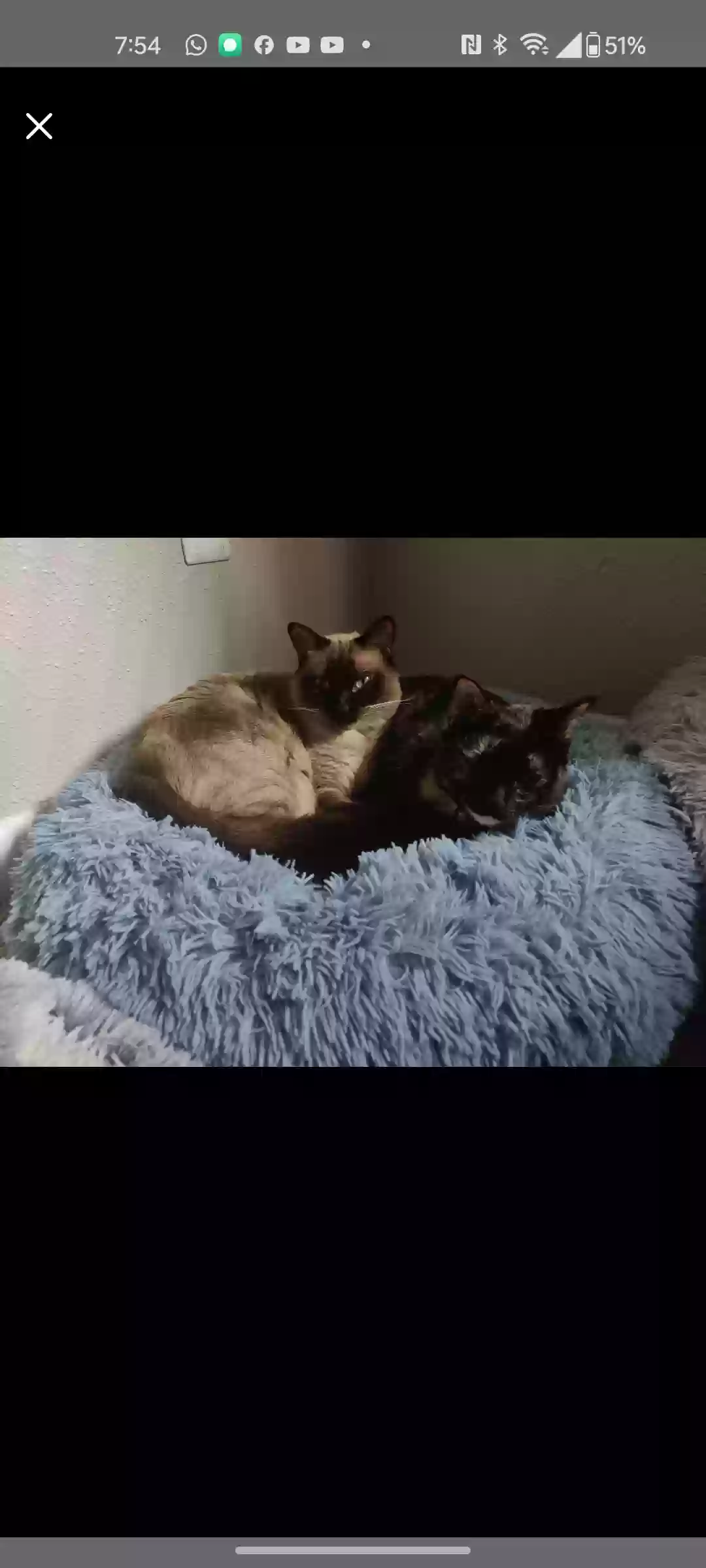 Lost cat in Houston, TX, 77042