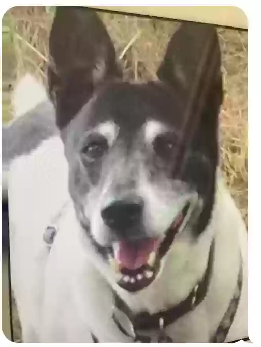 Lost dog in Lutz, FL, 33558