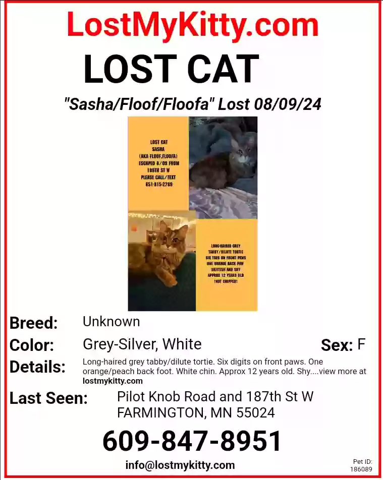 Lost cat in Farmington, MN, 55024